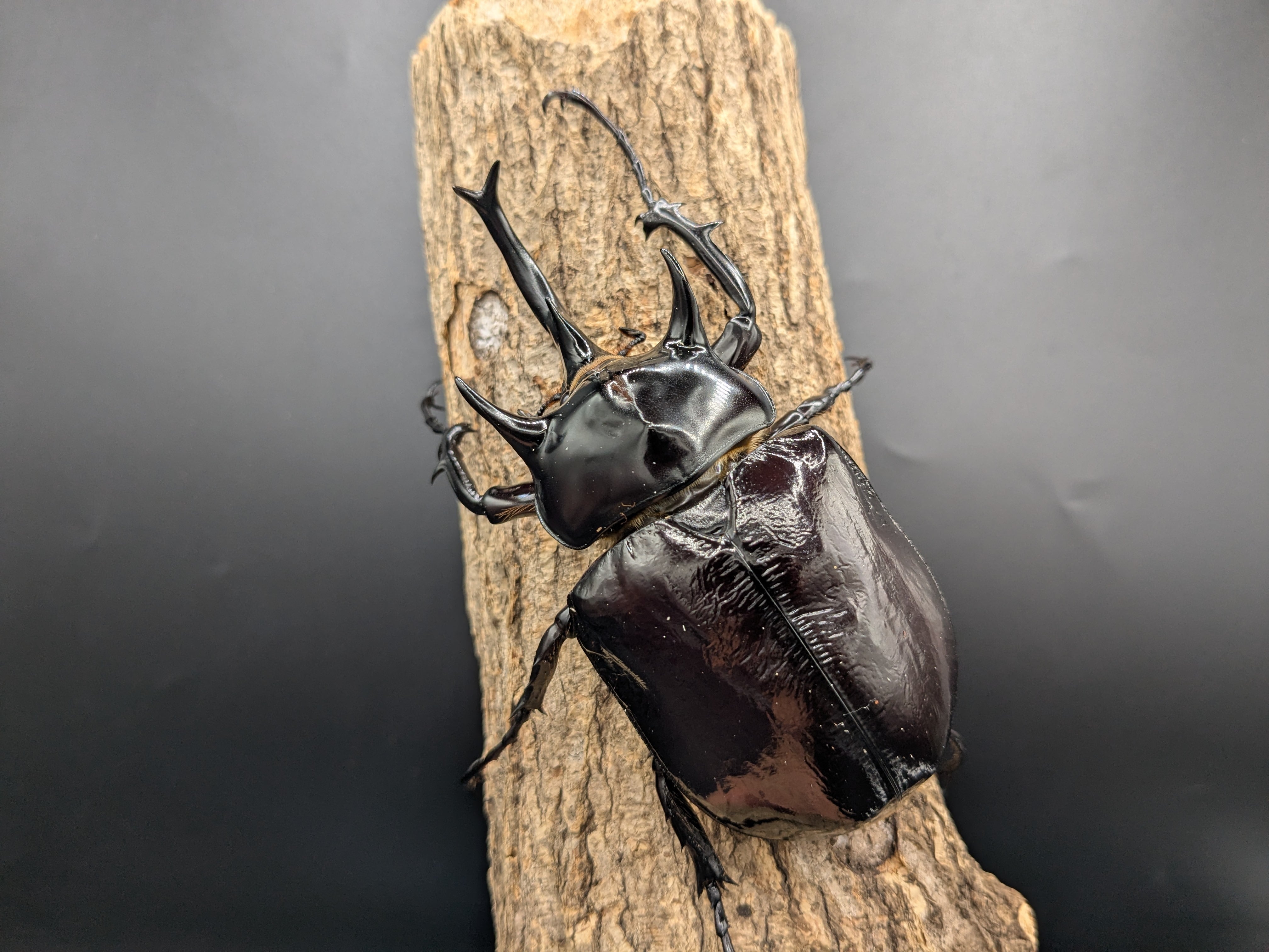 銅製甲虫 7cm マルスゾウカブト ♂114mm♀75mm | クワガタムシ