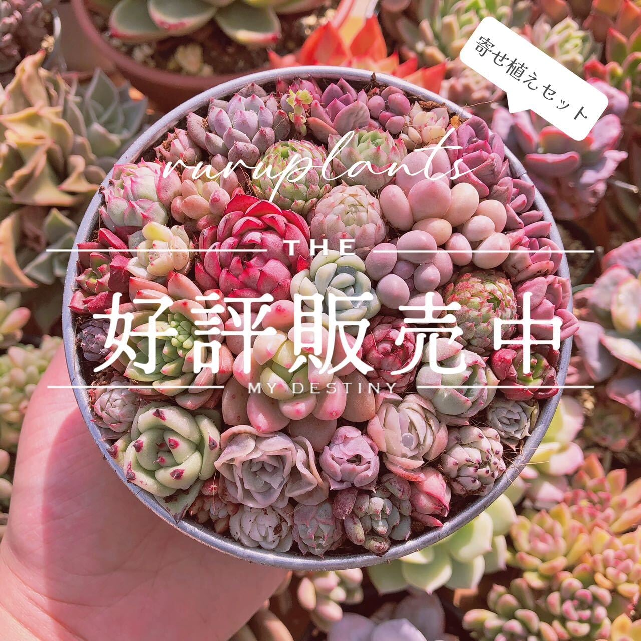 寄せ植え用セット るる農園 | るる農園~多肉植物専門