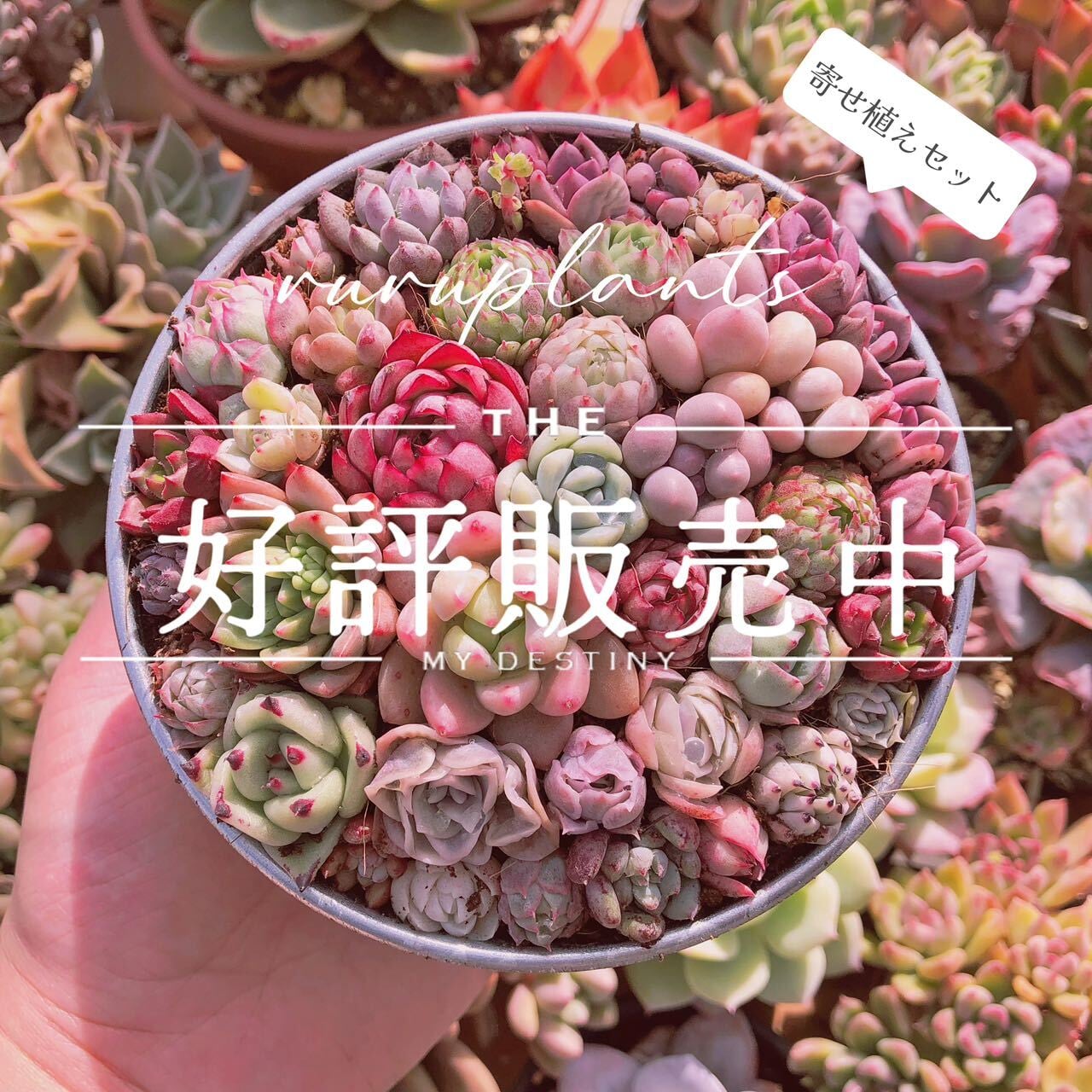 寄せ植え用セット　るる農園