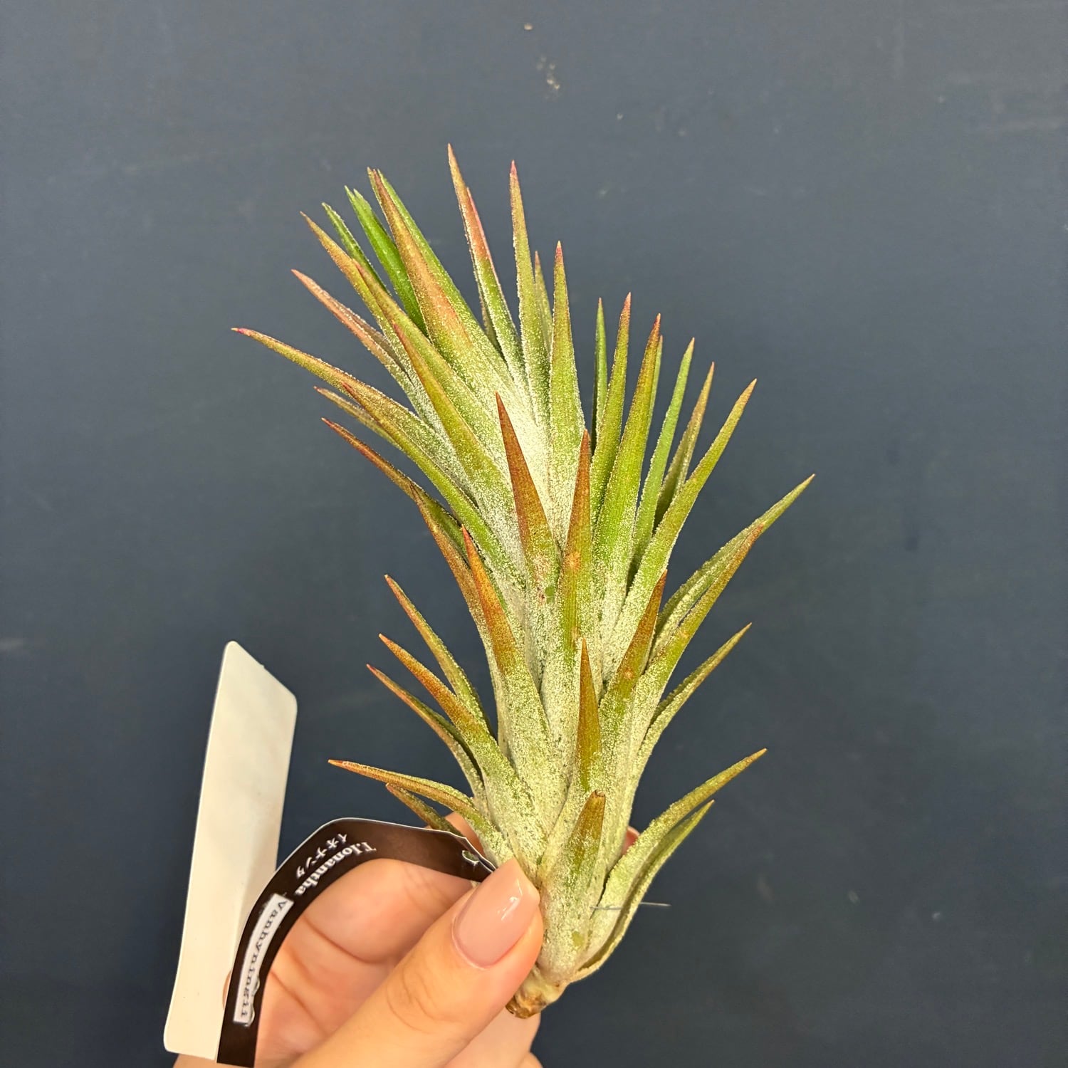 新着3日限定10%OFF】チランジア イオナンタ バンハイニンギー
