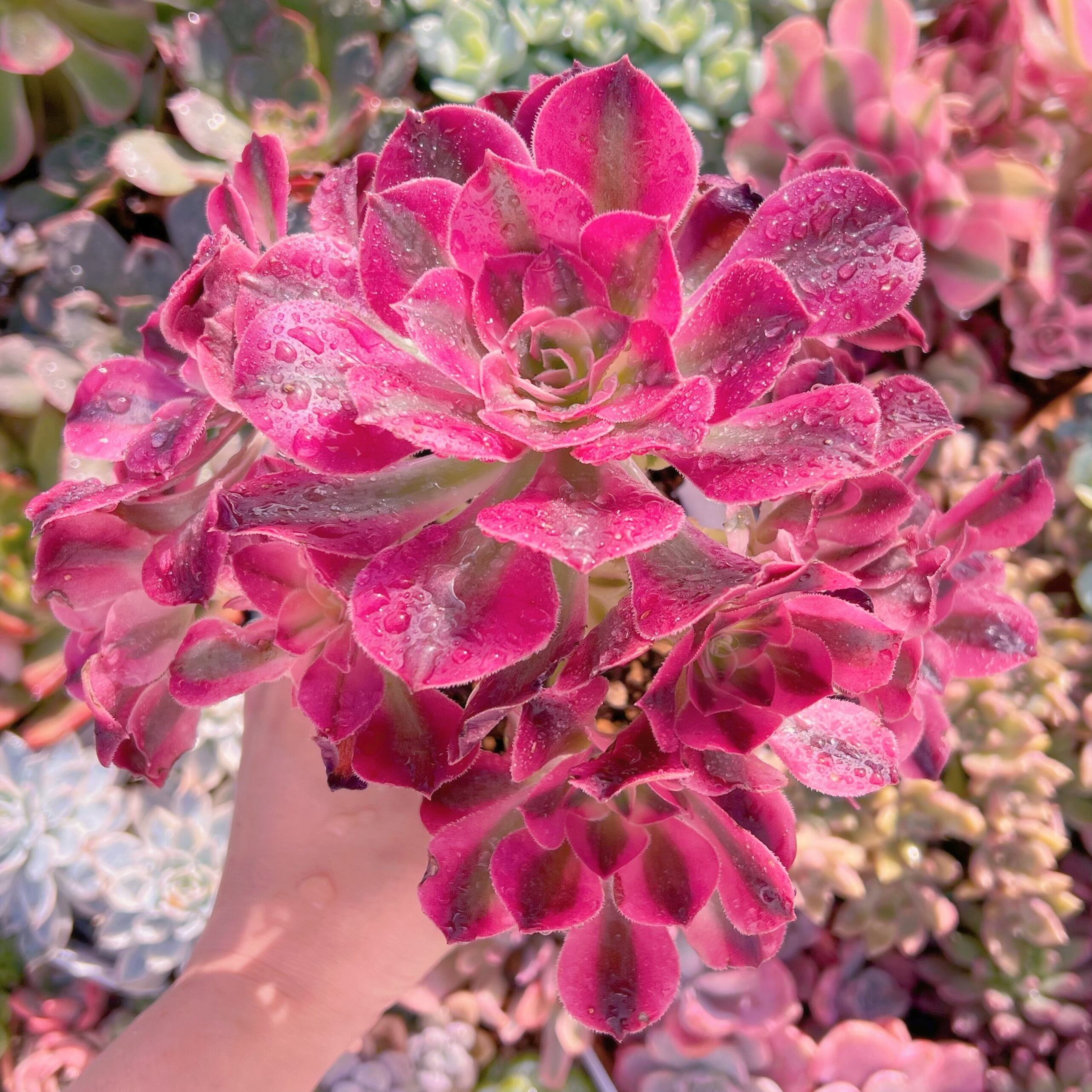 現品　アフラダイティ#610　特大群生　新入荷