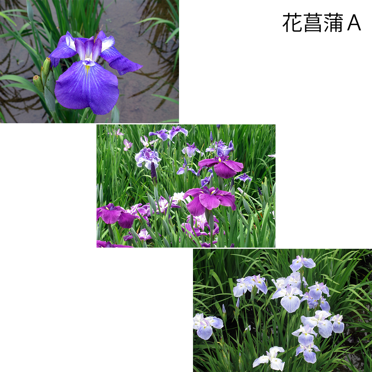 花いろ日和|花菖蒲 <ポストカード・3枚セット>