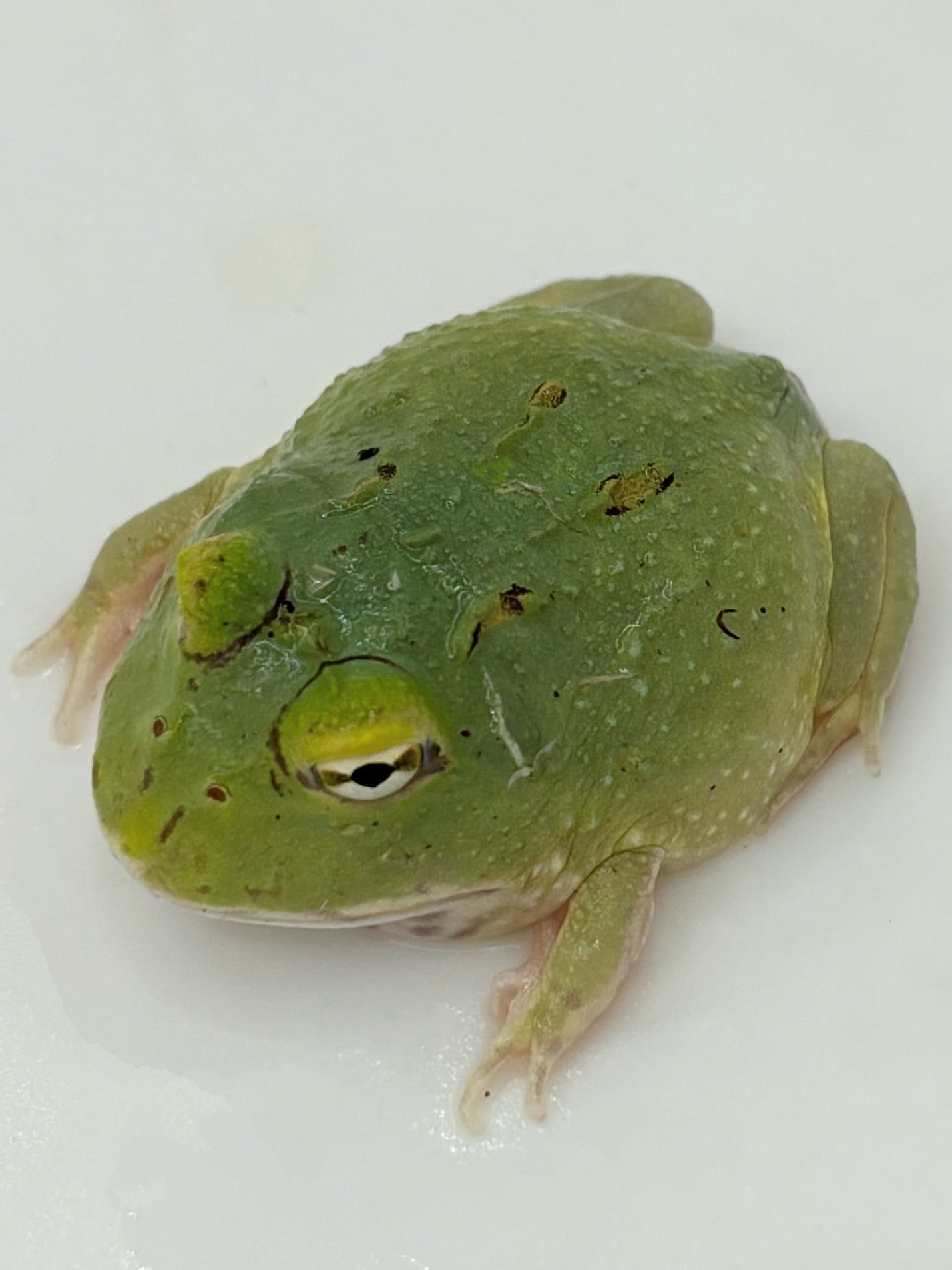 3e194d35fa3cdea9eedad7764534d2