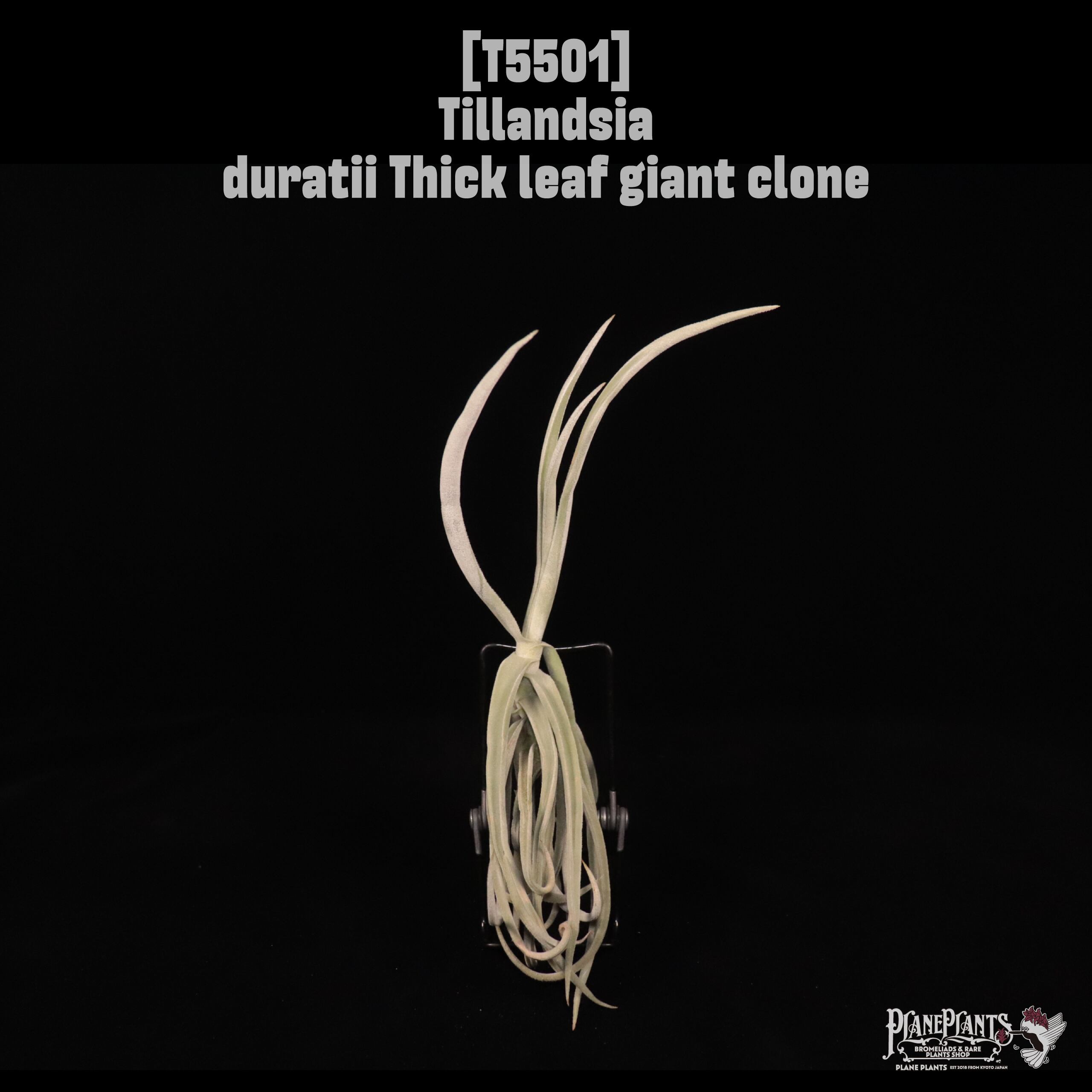 送料無料】duratii Thick leaf giant clone〔エアプランツ〕現品