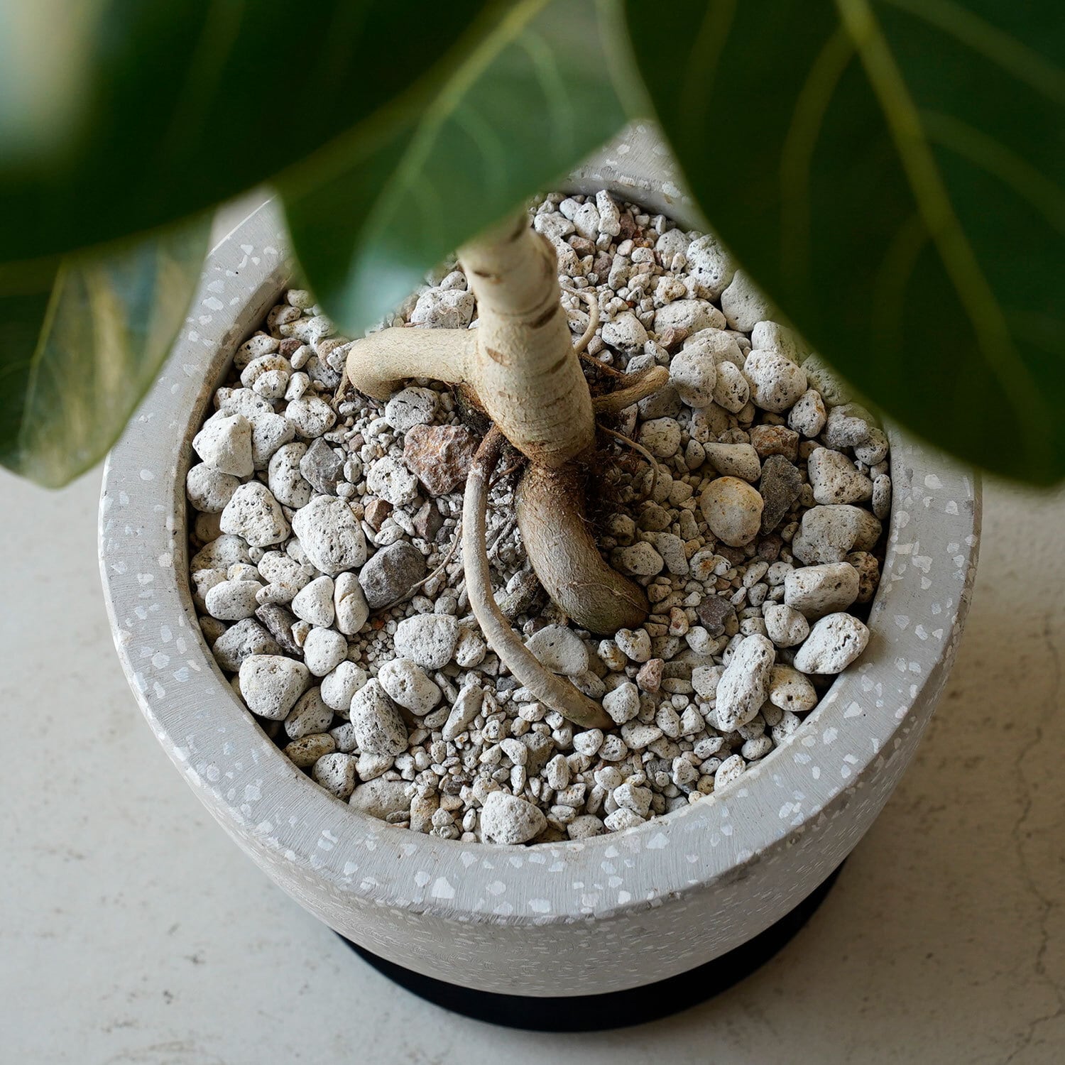 フィカス ベンガレンシス | AYANAS（アヤナス）｜観葉植物のセレクト