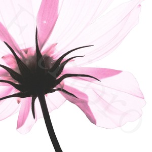 アートポスター / Transparent flower   eb128