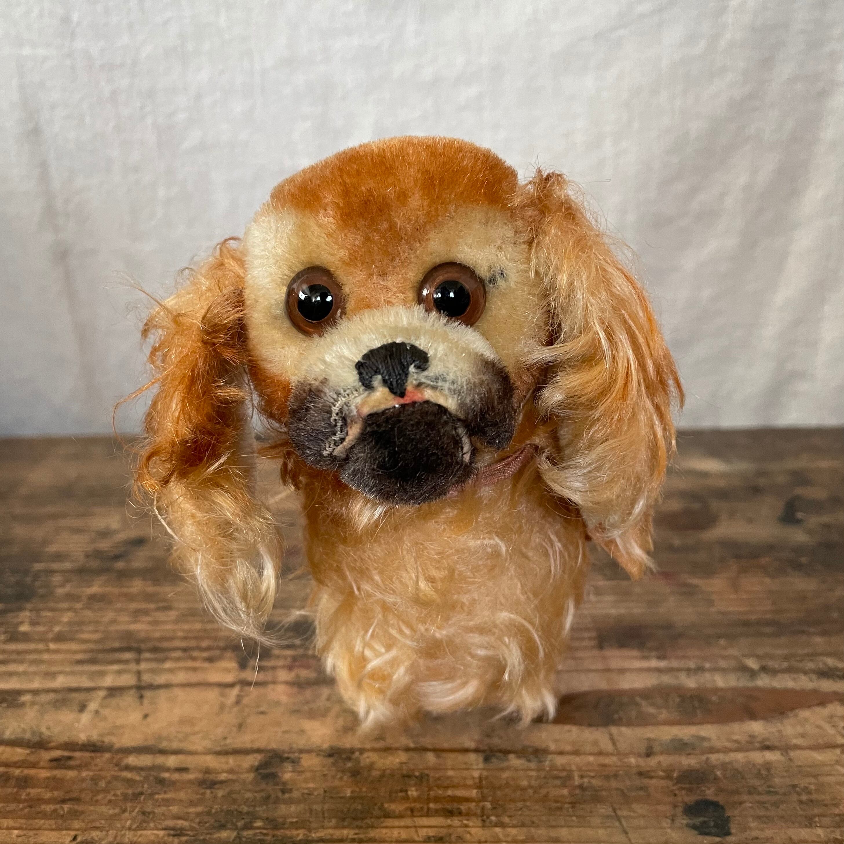 目ヂカラ強めのペキニーズ