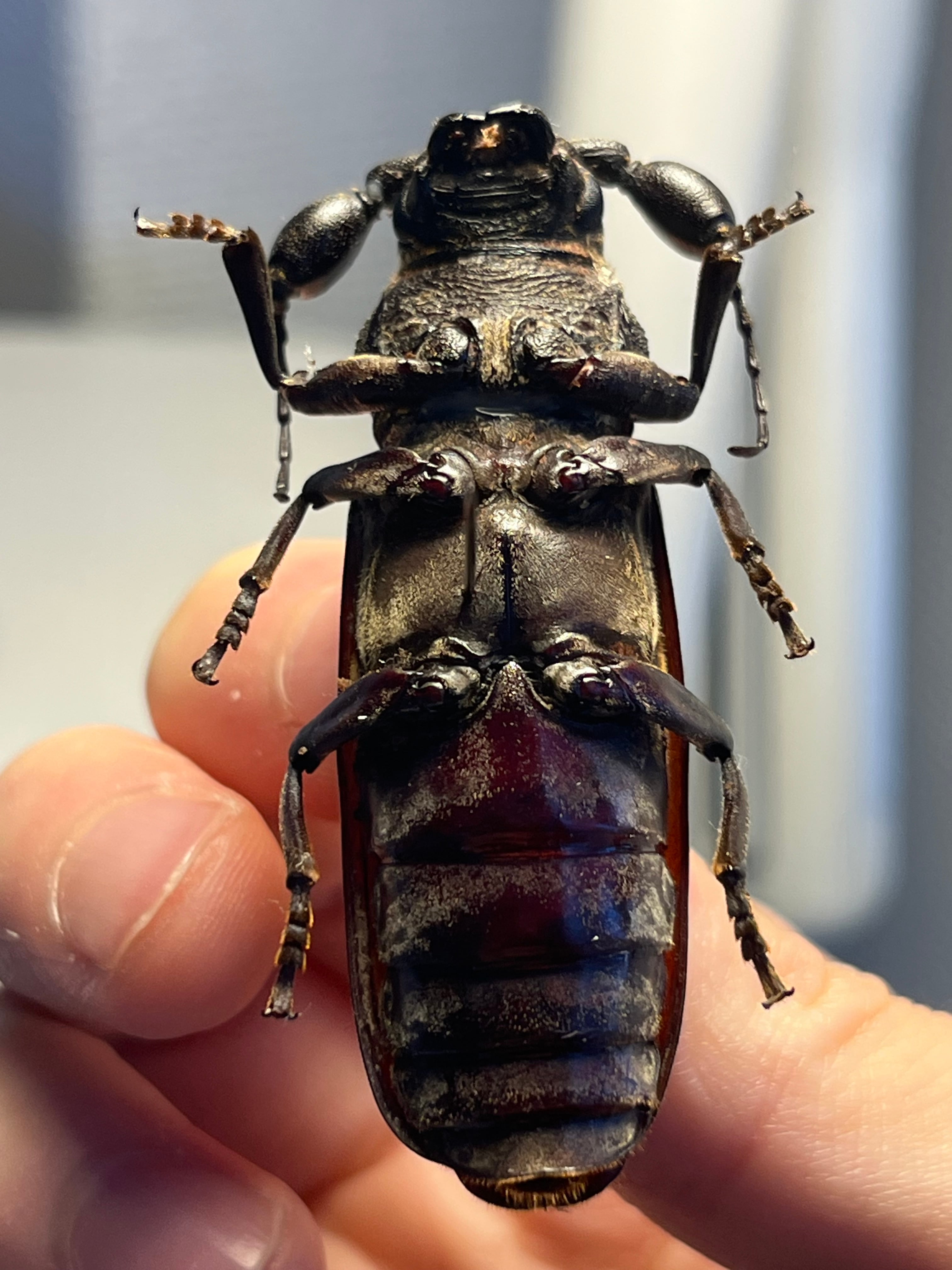 【一属一種】Bolbotritus bainesiウスバカミキリ 昆虫標本 一属一種】Bolbotritus bainesiウスバカミキリ ミヤマカミキリ 昆虫
