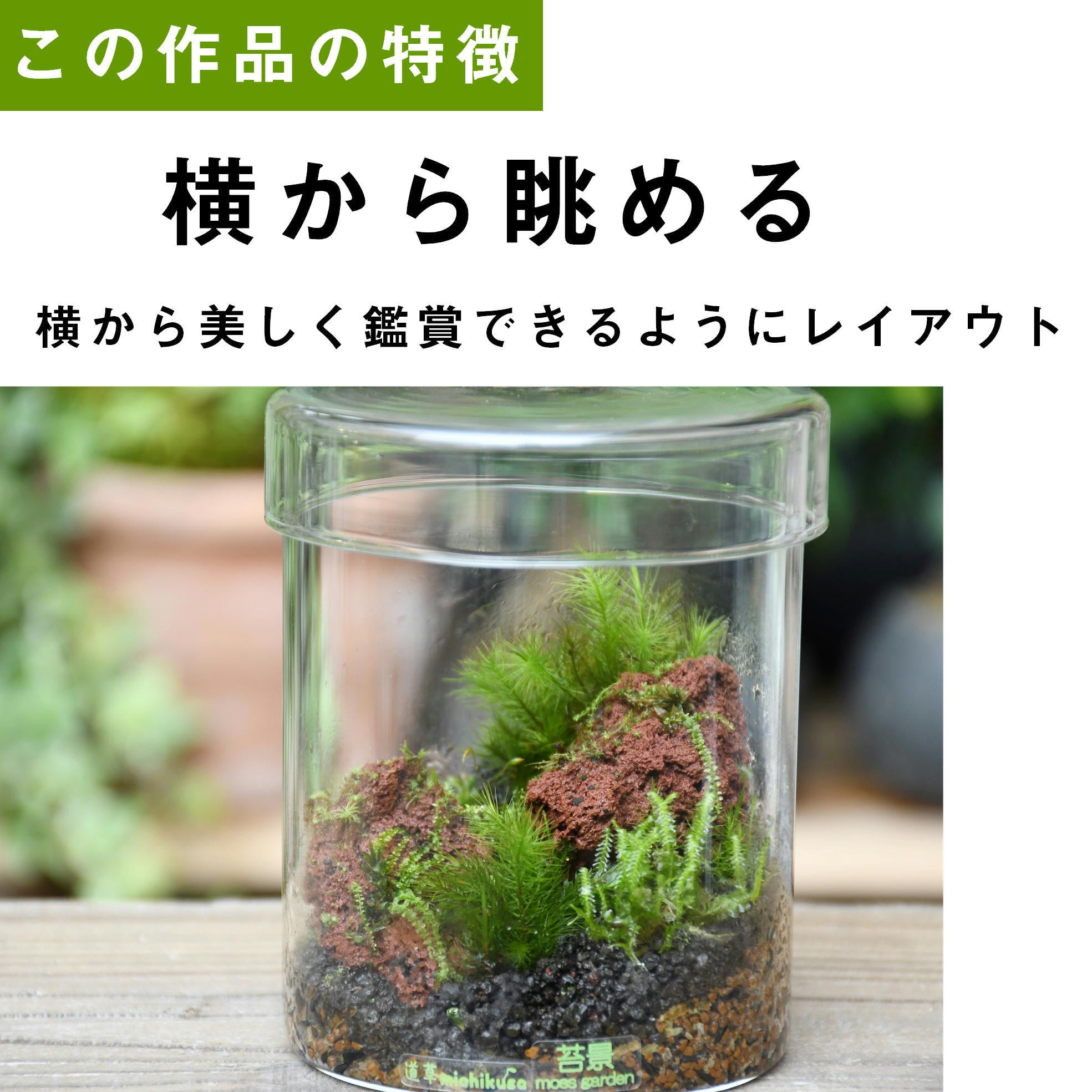 景色を楽しむ苔テラリウム 苔景シリンダー lsize プレゼントに人気 苔テラリウム専門ショップ道草 景色を楽しむ苔テラリウム 苔景シリンダー lsize プレゼントに人気 苔テラリウム専門ショップ道草