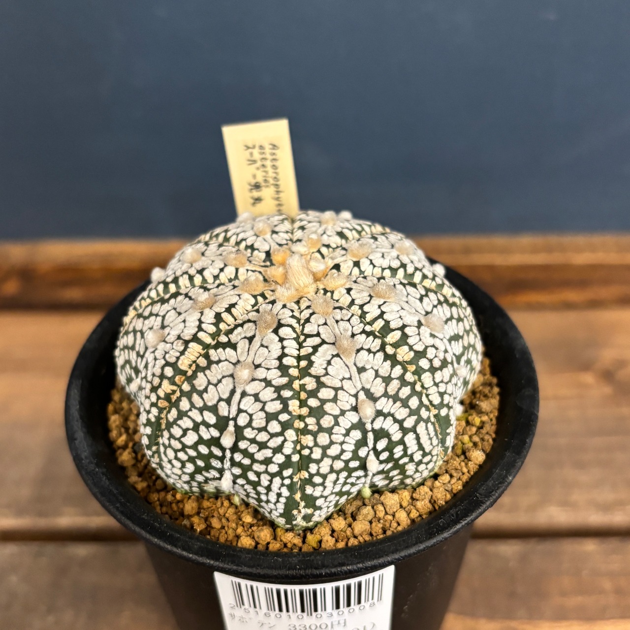 サボテン アストロフィツム スーパー兜【563】