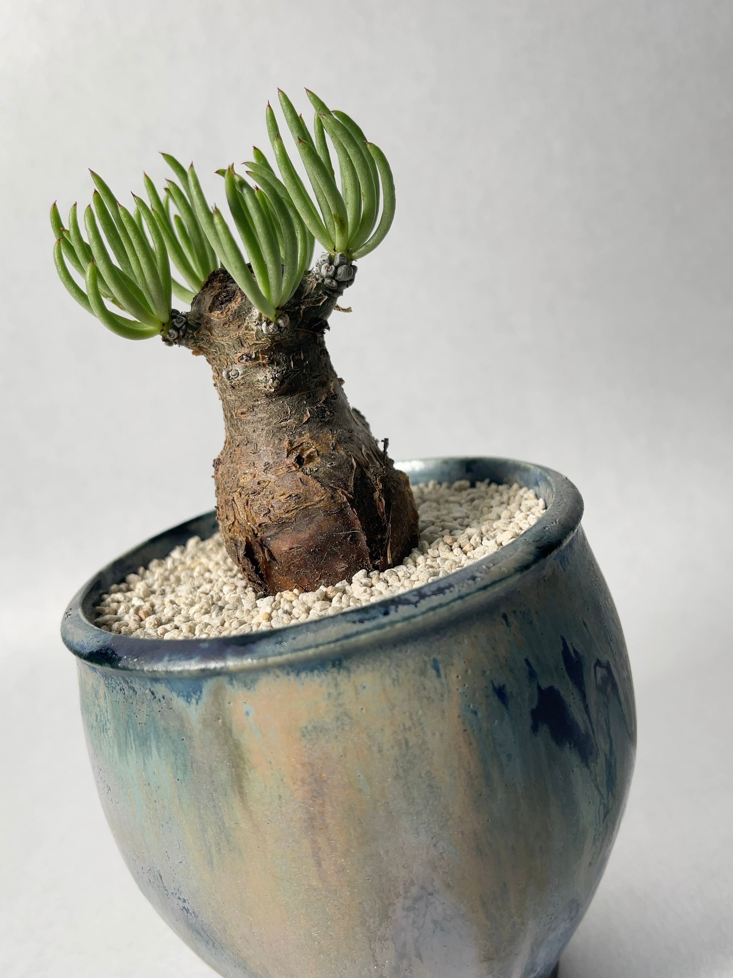 チレコドン・ペアルソニー | trigger