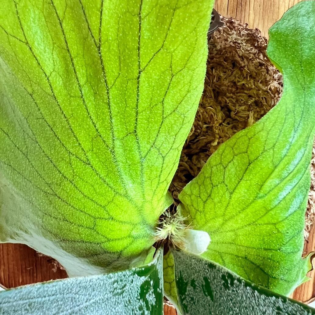 ビカクシダ ステマリア 板付【観葉植物 室内 コウモリラン