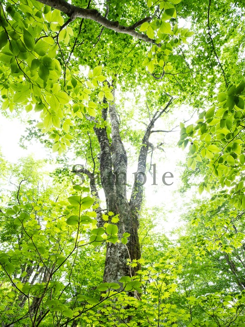 白神山地 #4 妖精のいる森（縦）【フォトパネル】エネルギーフォト 画像