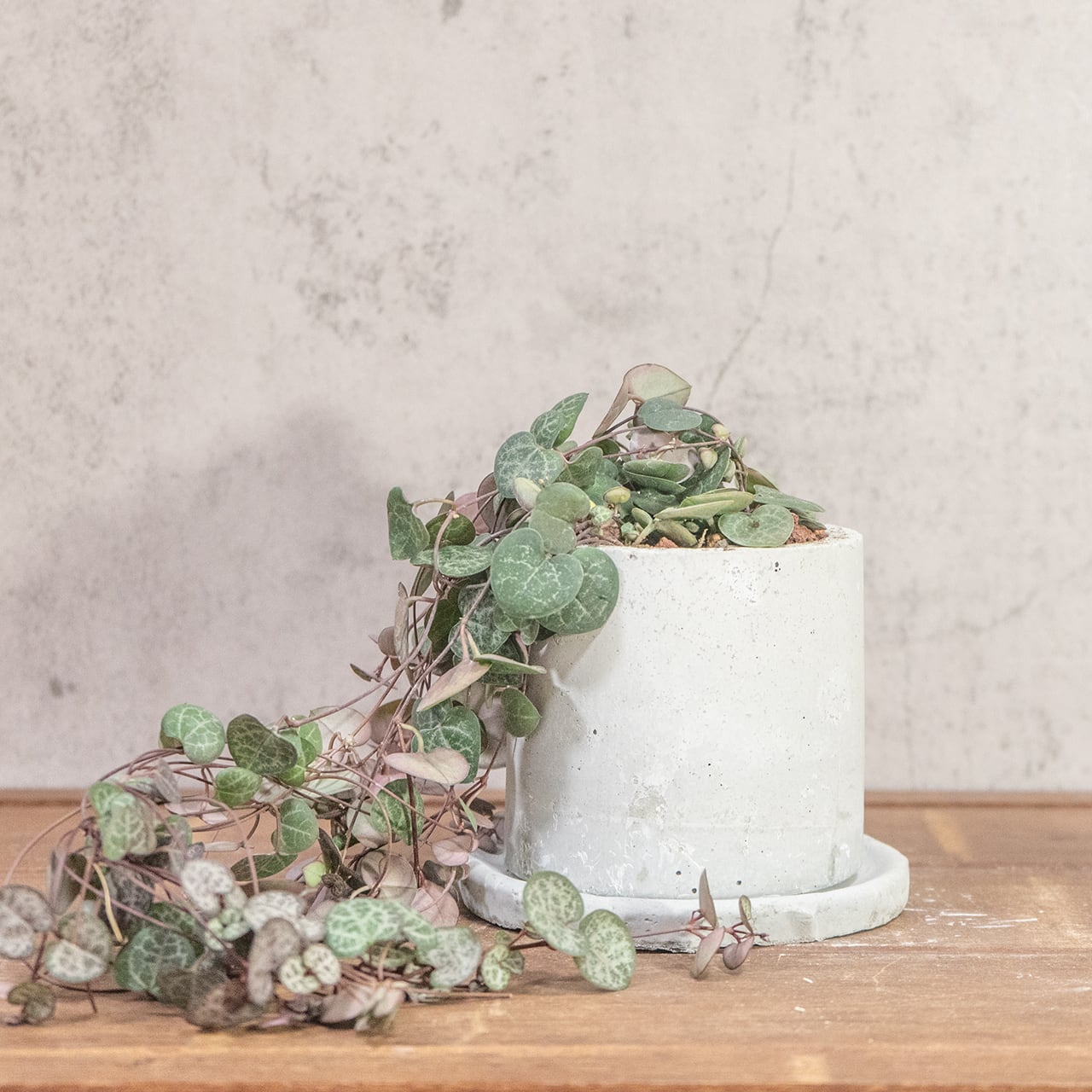 ハートカズラ｜シルバーグリーンの葉模様が映える可憐なつる植物【手作りモルタル鉢／虫発生抑制】