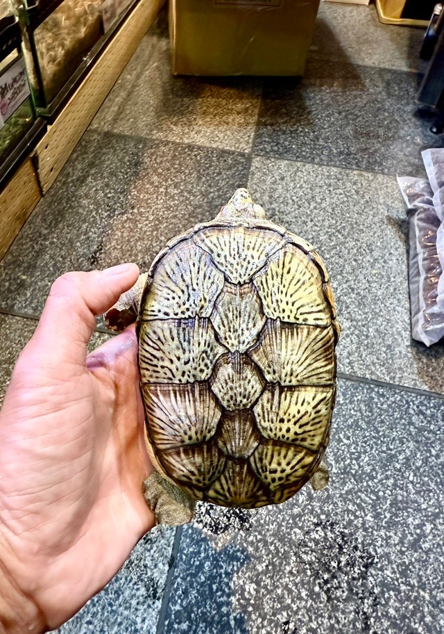 ハラガケガメ♂