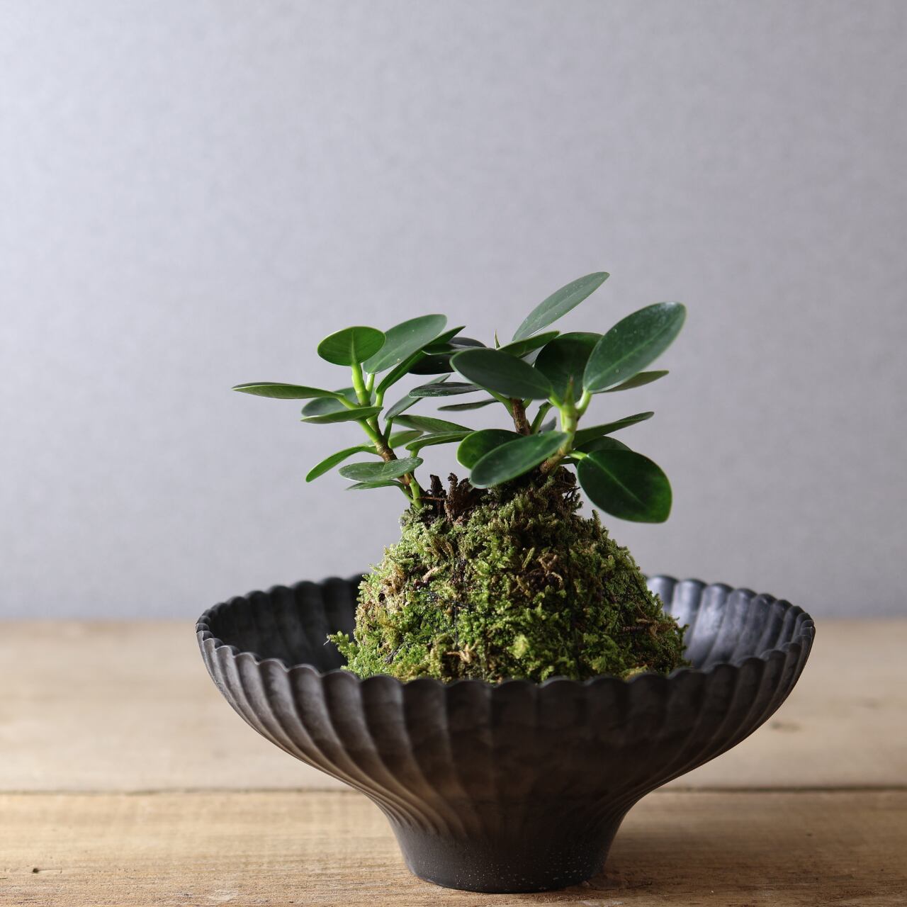 384 小さな森の守り神『パンダガジュマル苔玉』お皿付き 観葉植物