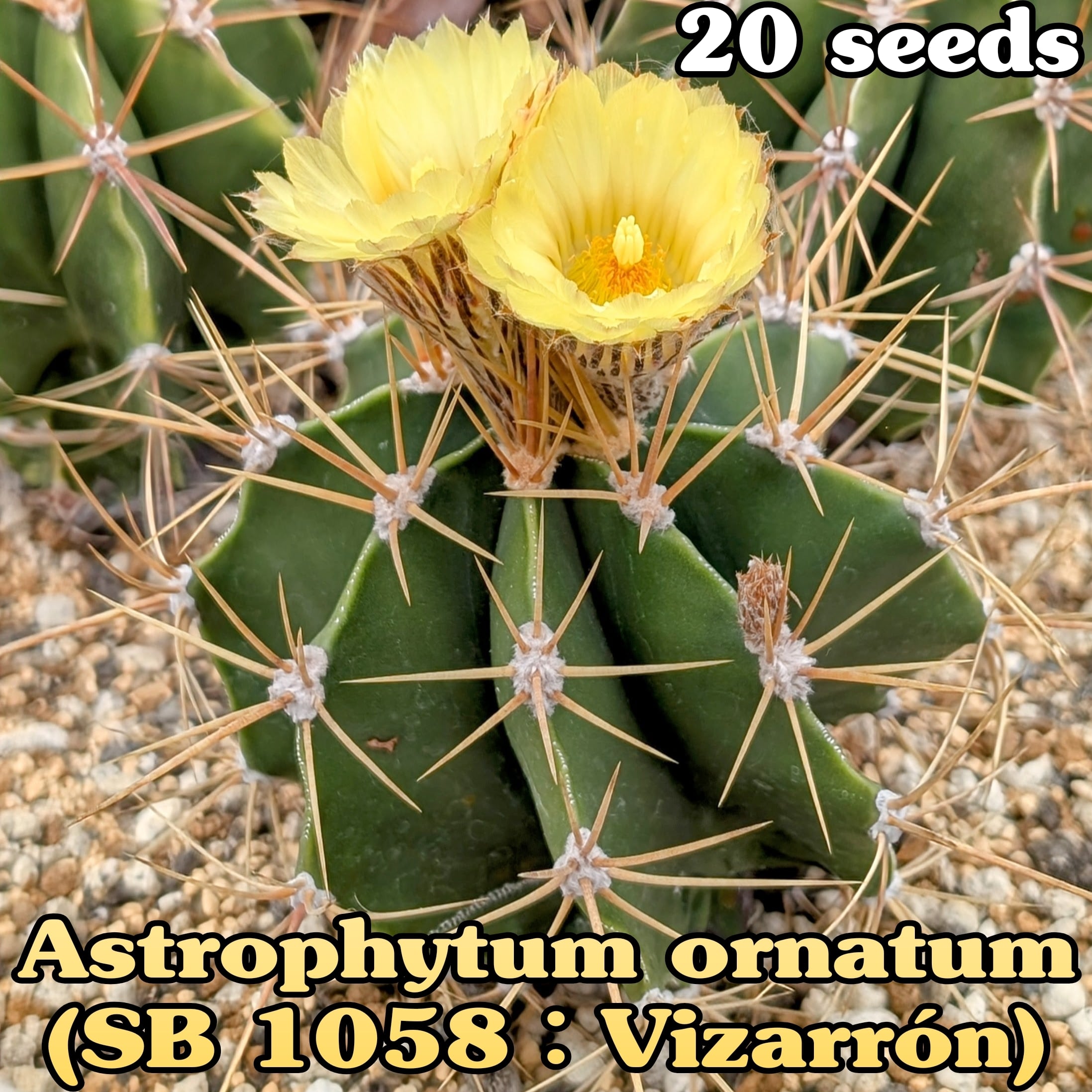 種子/10粒】Lophophora williamsii (P 3400/10)/ロフォフォラ