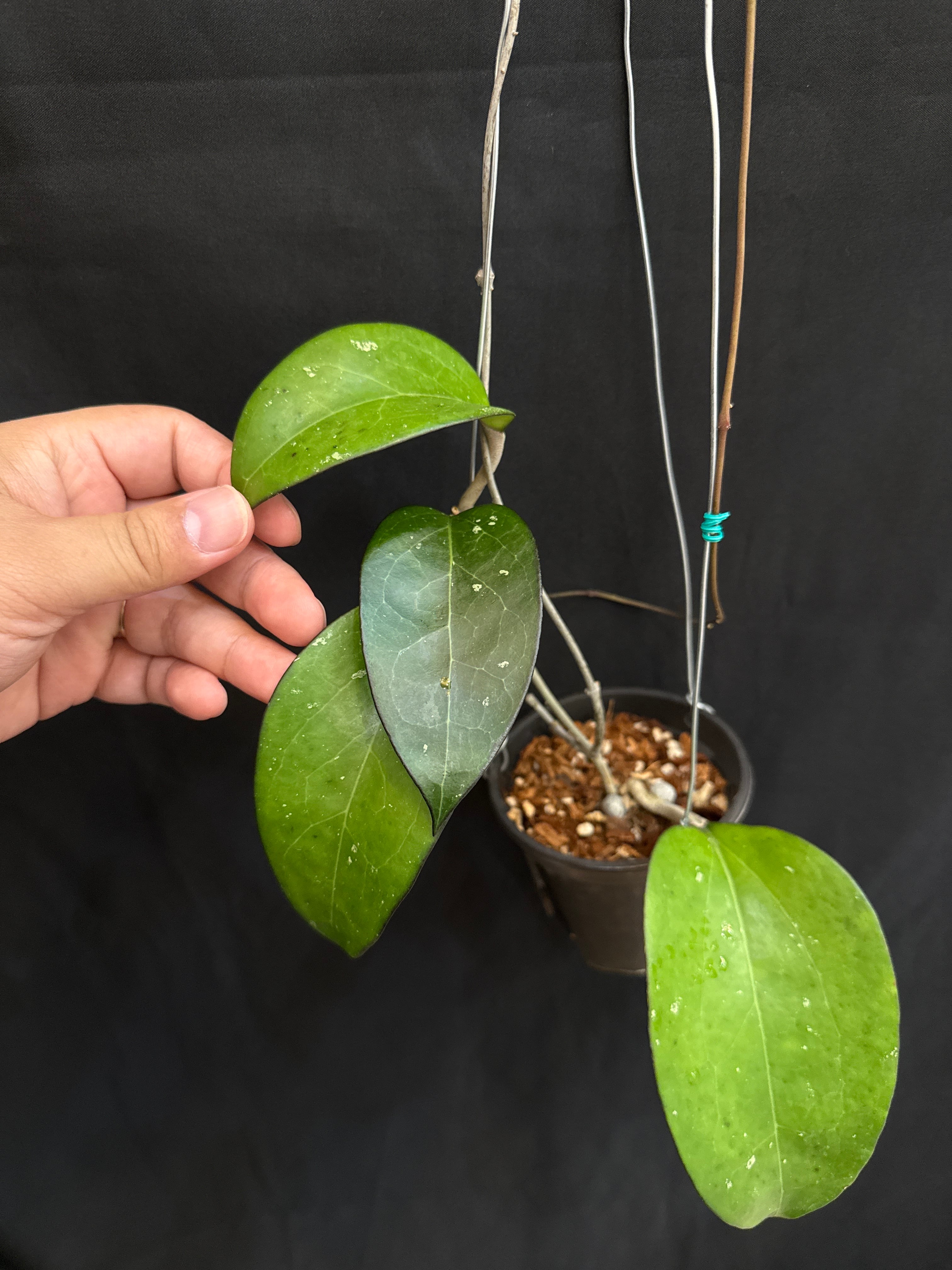 ホヤ・ディスキディア・洋蘭等 | Gardenえん 【観葉熱帯植物】