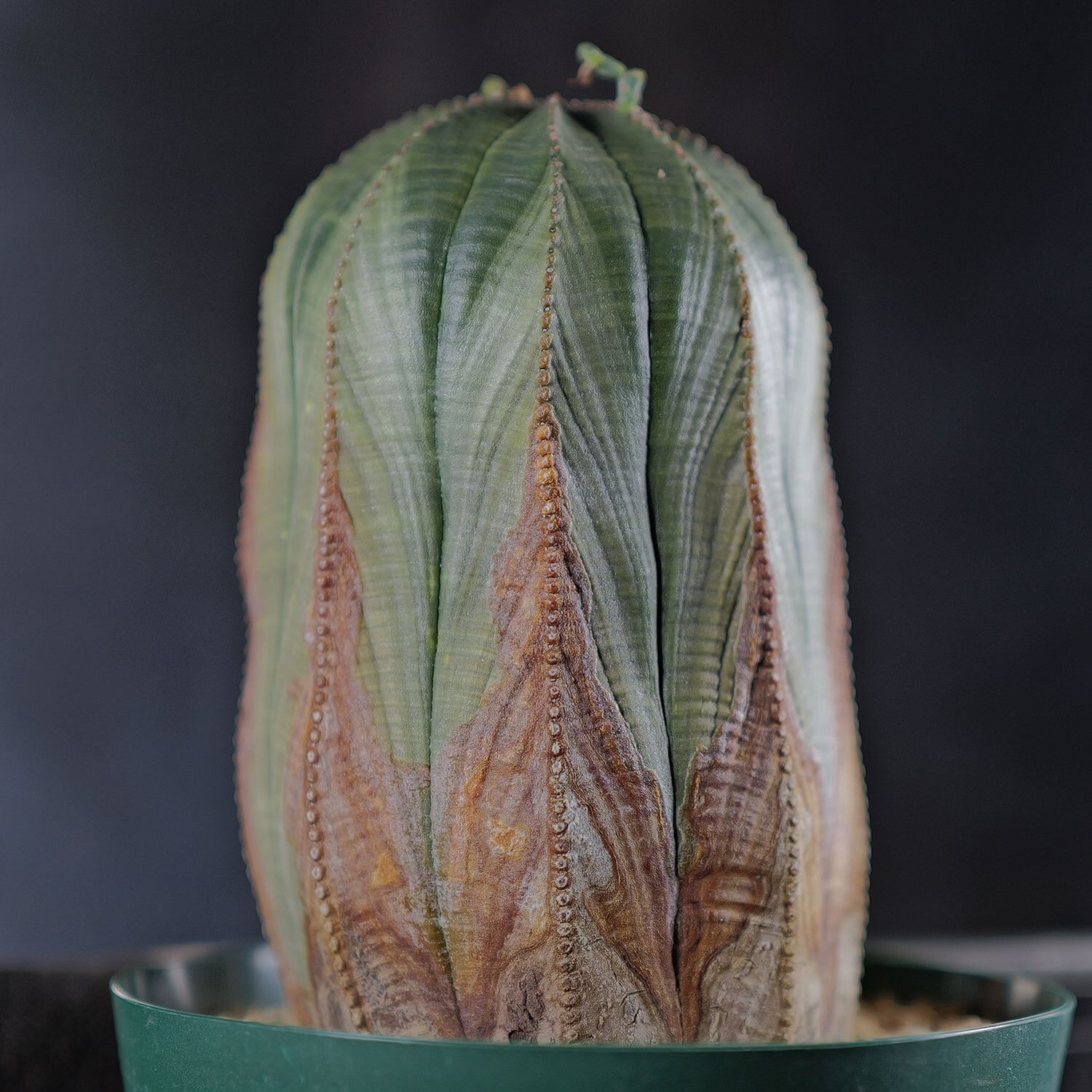 特大　ヴィンテージ　オベサ　モンスト 特大 ヴィンテージ オベサ モンスト 特大 ヴィンテージ オベサ モンスト