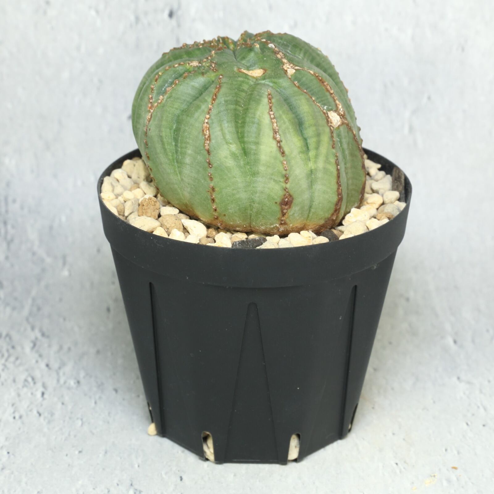 \"美形 木質化\" ユーフォルビア ホリダ モンスト 美形 木質化 ユーフォルビア ホリダ モンスト