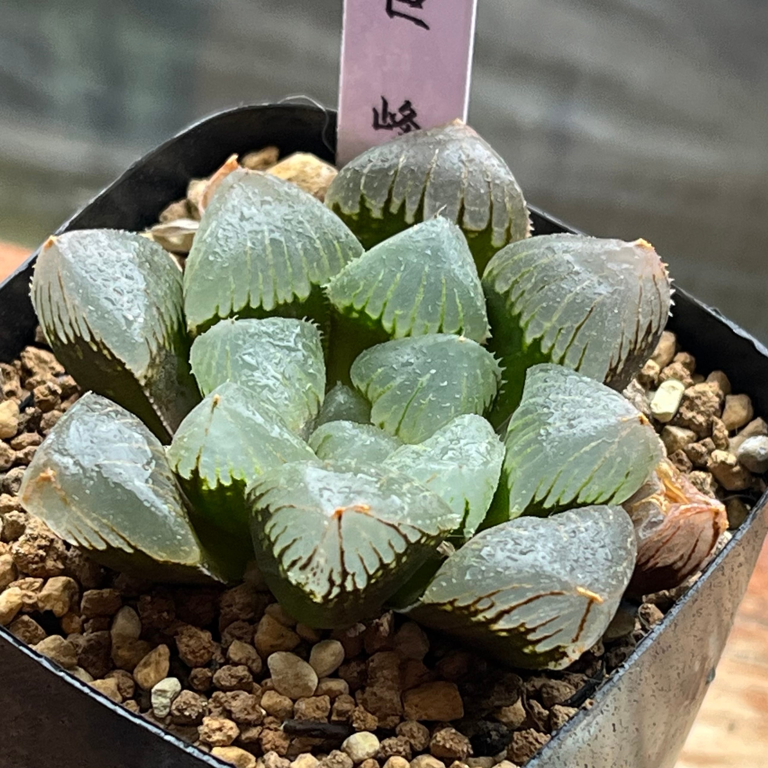 ハオルチア 三仙寿錦 | mocono_plants