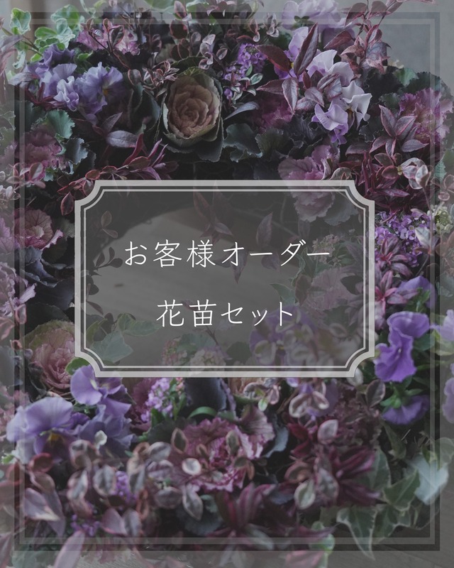 【お客様オーダー花苗セット】ストックラベンダーなど
