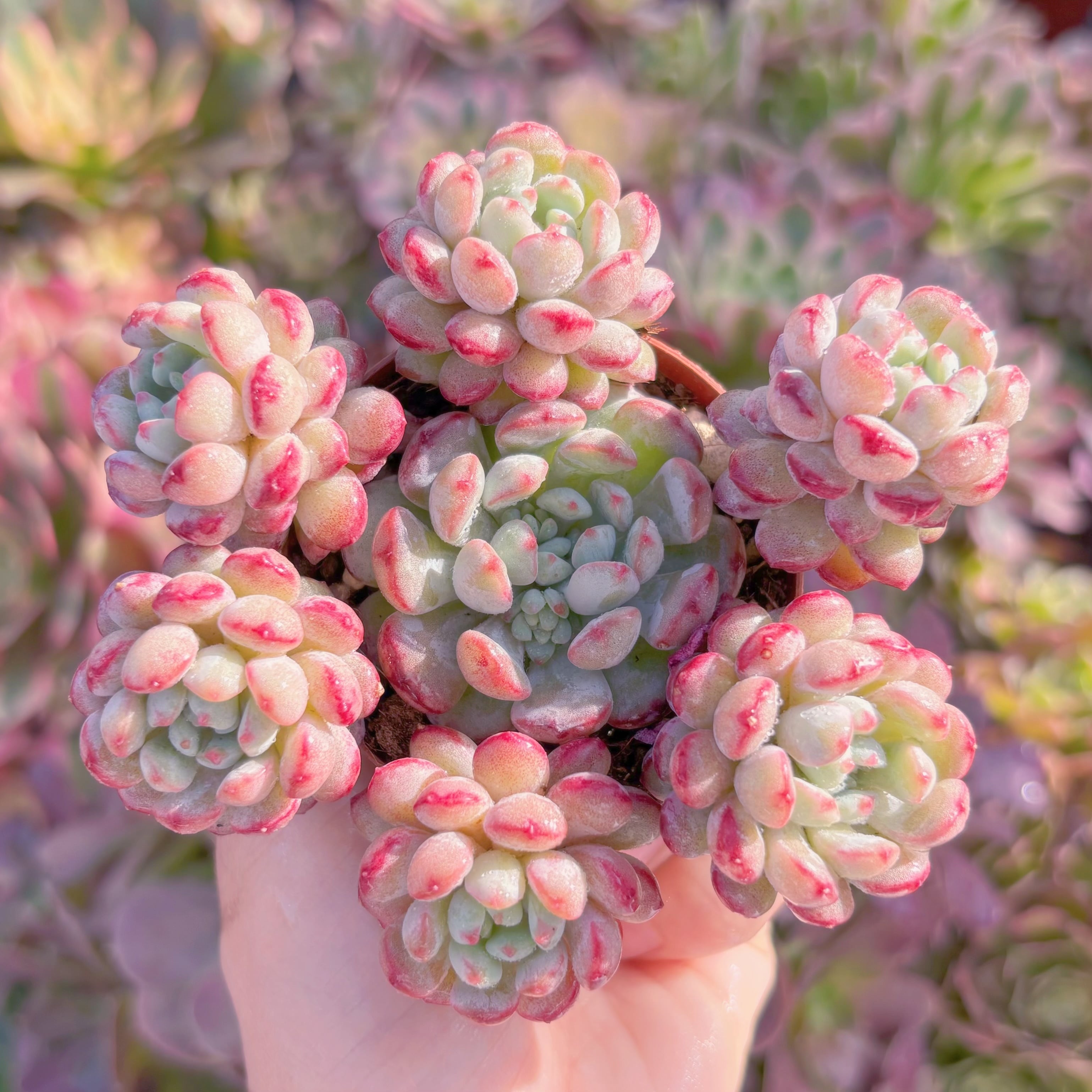 現品　萌豆#M004　群生　るる農園