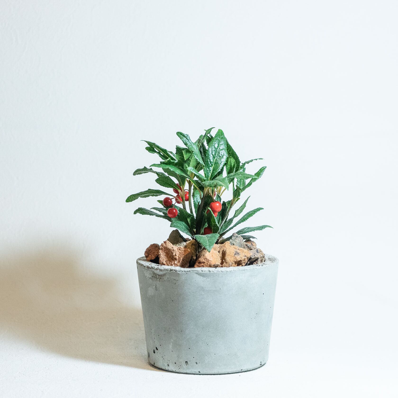 ＼送料無料／≪ 観葉植物 ≫お庭やベランダで育てるチリメンヤブコウジの鉢植え｜無機質でどんな場所とも相性のいい手作りモルタル鉢