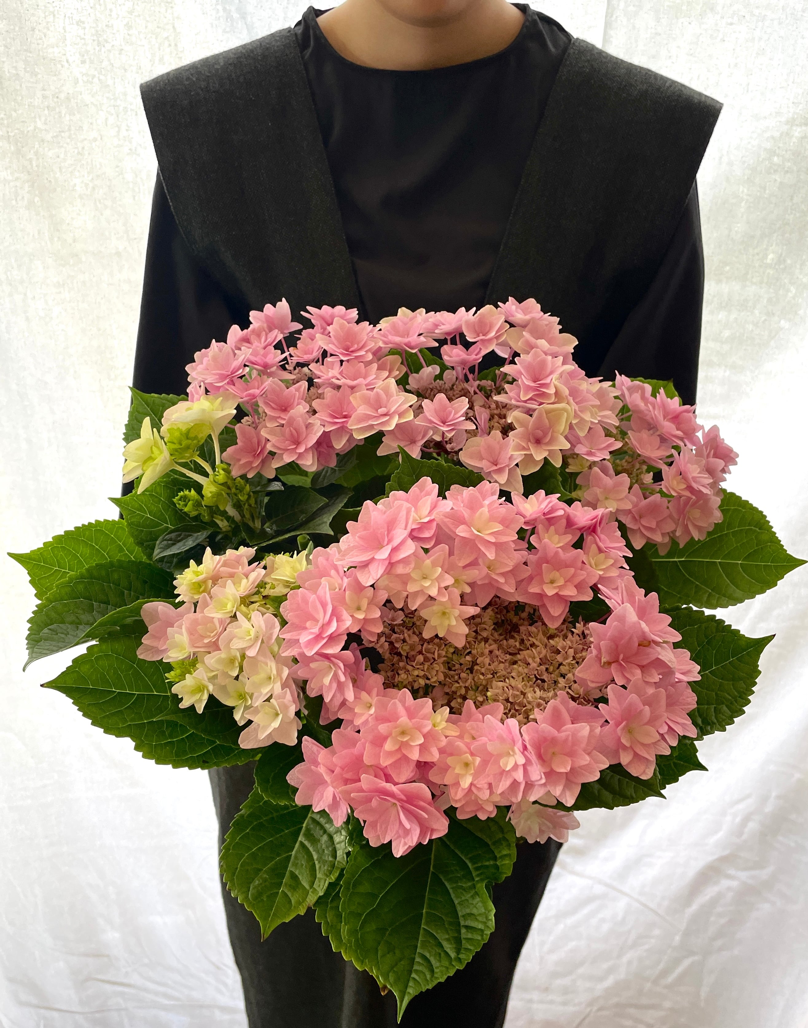 5/11~12日到着便//thanks flower//紫陽花ピンク  for Mother's Day