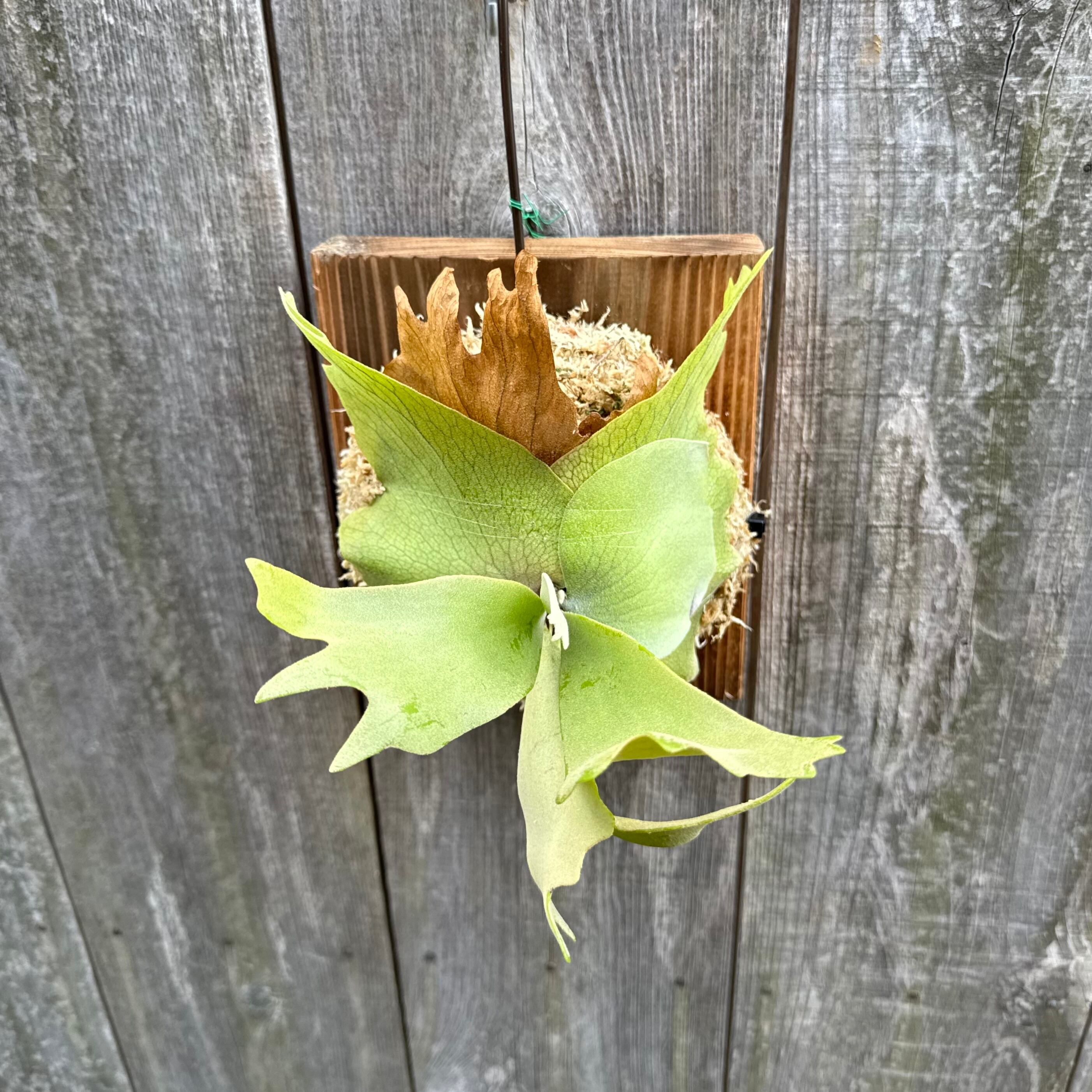 P. willinckii cv. North Star Sporeling select | naturefix