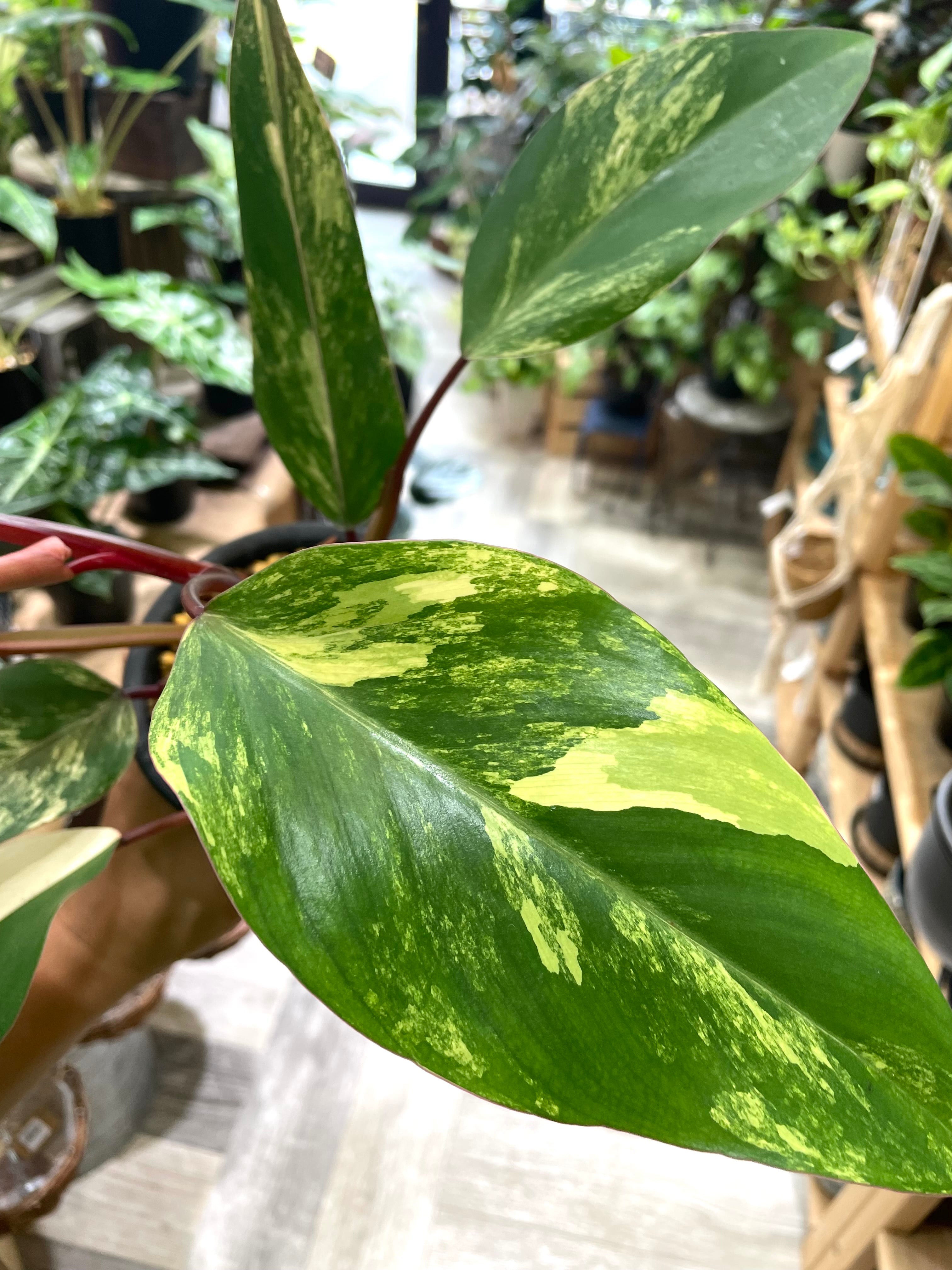 フィロデンドロン ストロベリーシェイク philodendron