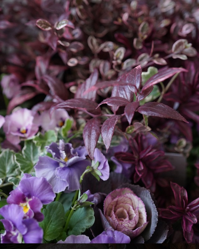 【花苗セット】 アンティーク色ハボタンリース40cm用　ラベンダービオラ＋えんじ色リーフ