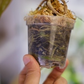 アンスリウム シリ / Anthurium Siri(A.radicans×A.dressieri)②