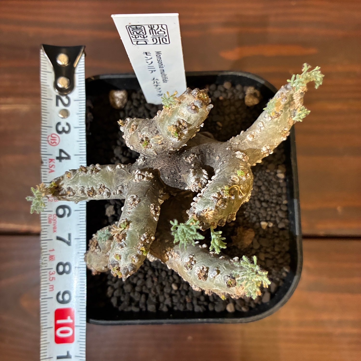 新着3日限定10%OFF】モンソニア ムルチフィダ（サルコカウロン