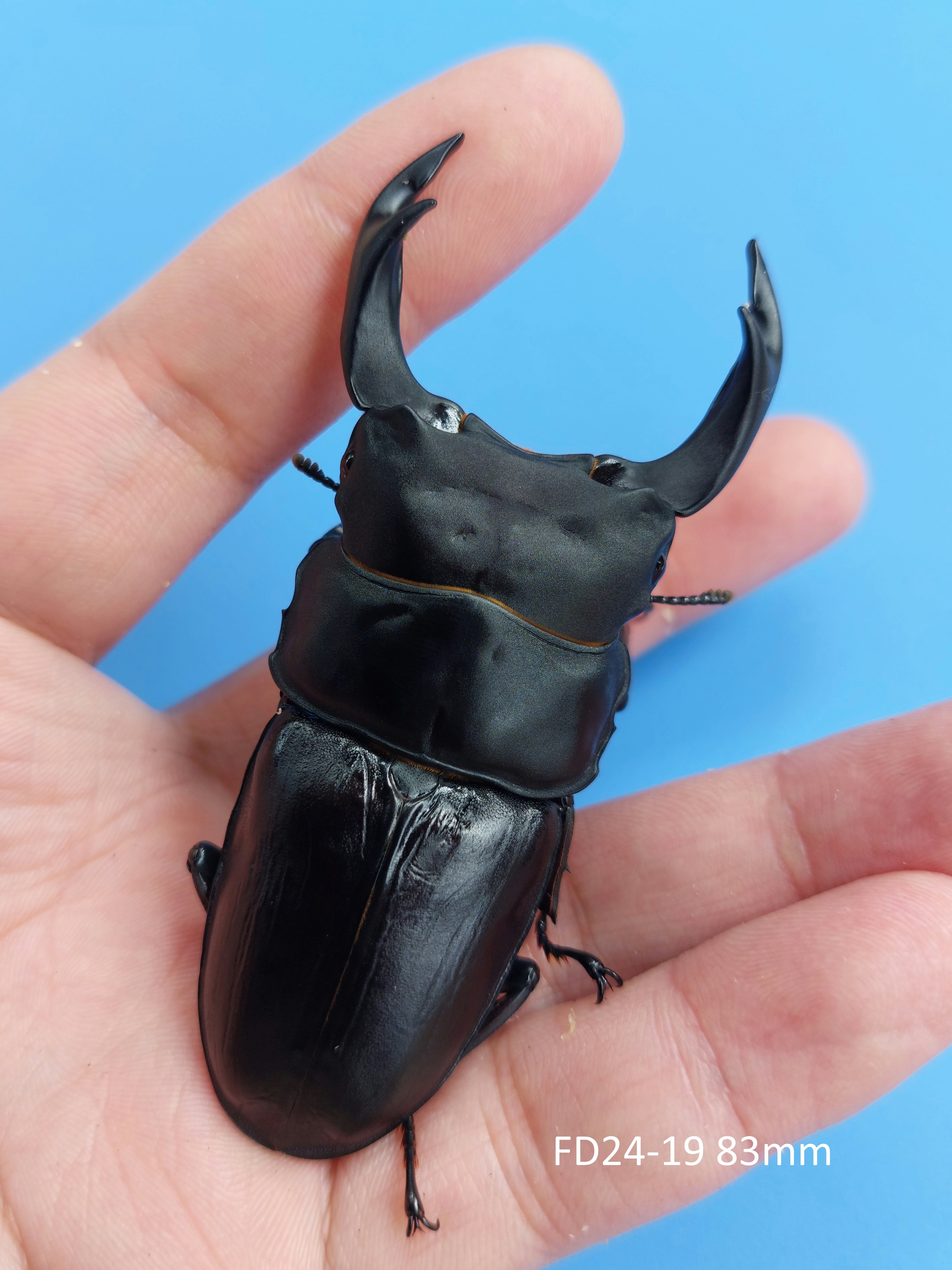 久留米産オオクワガタ専門店『OokuwaMemories』