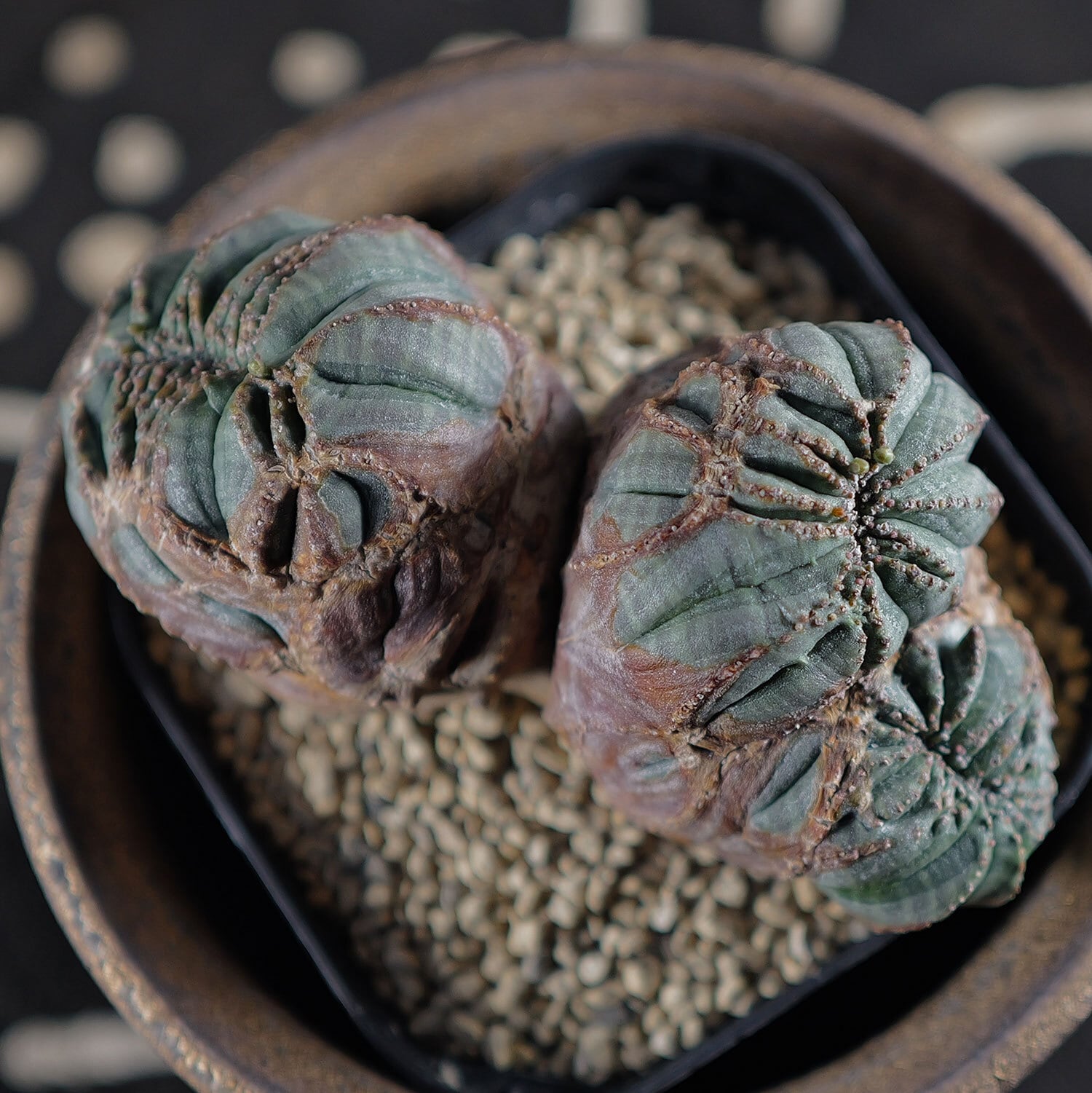 オス株【超厳選株】大株 最大幅約11cm トリプルヘッド 綴化 オベサ