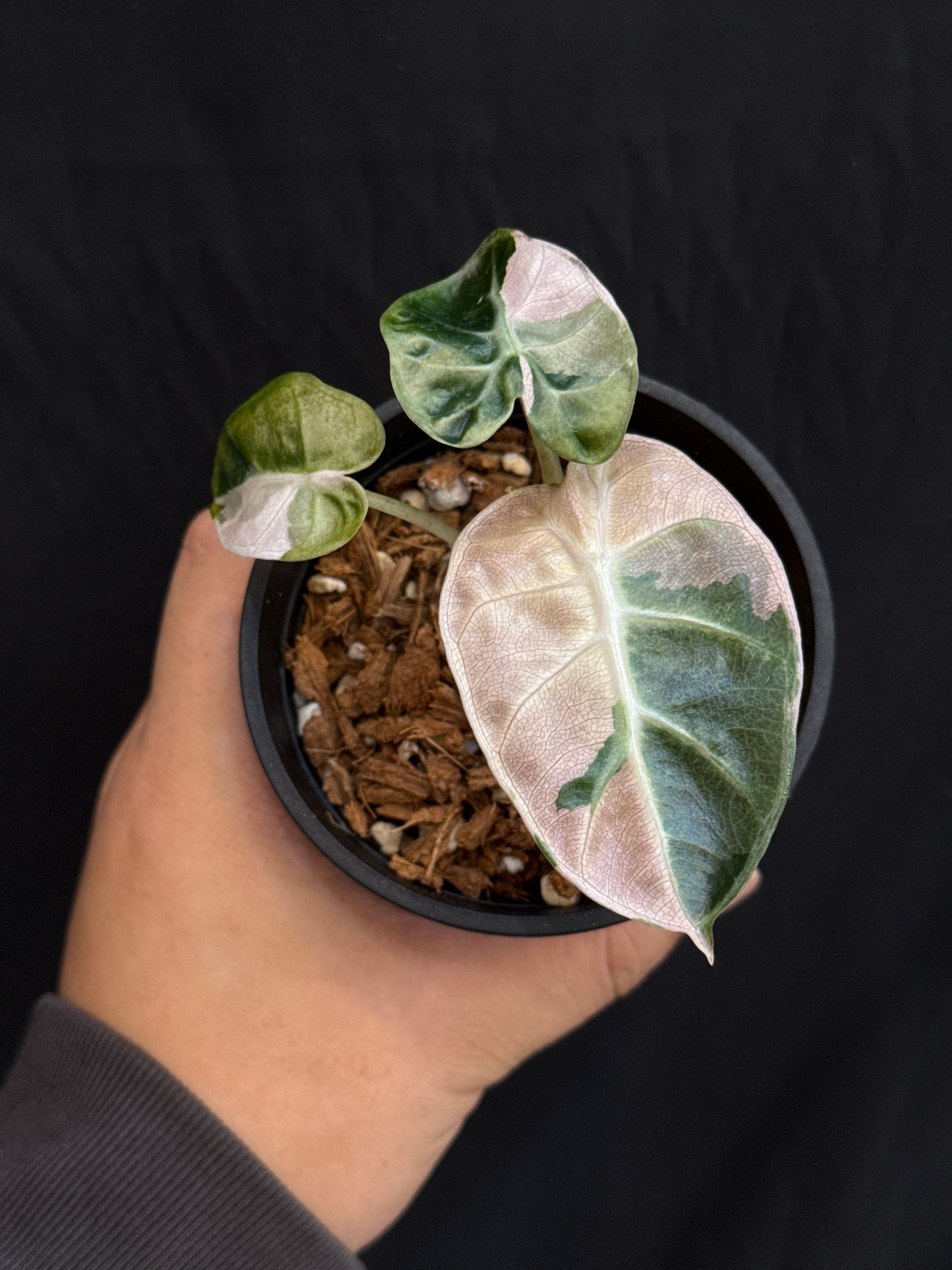 アロカシア 'ハートバルーン' albo variegated from mucho plants