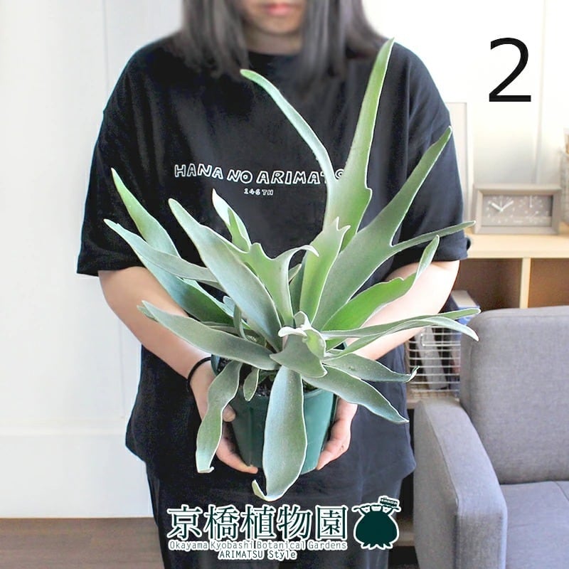 【現品】コウモリラン/ビカクシダ・ビーチー　5号　緑鉢（2）