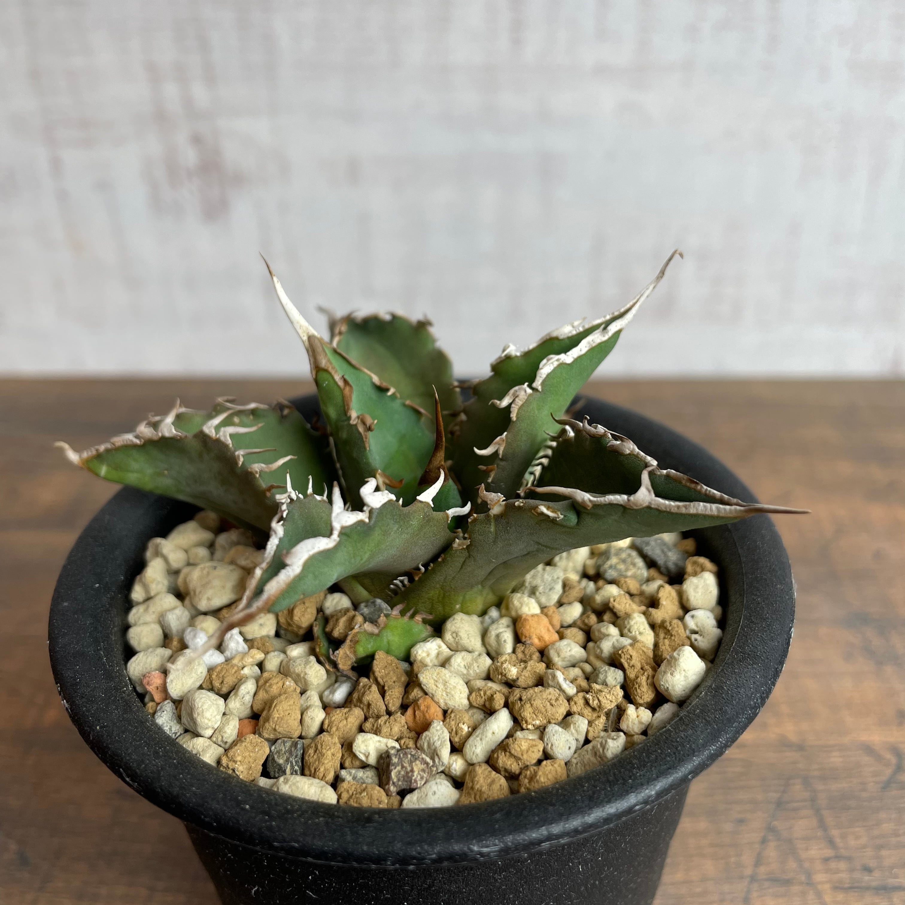 Agave titanota ''夕映厳龍'' 子株 / 輸入株 / 3号 /アガベ チタノタ ...