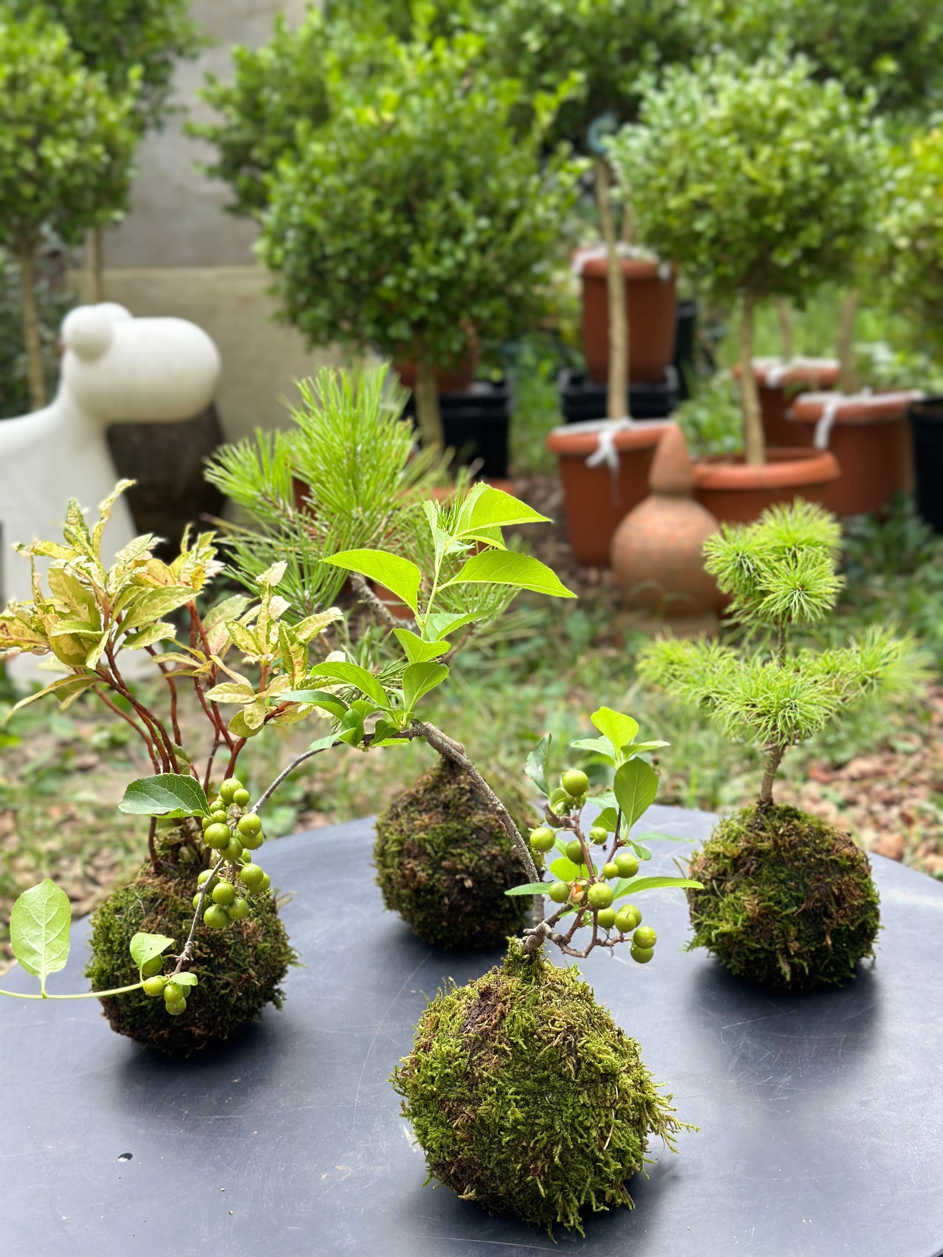 年4回 苔玉と和BONSAIの定期便 「苔ボン4」 | 花と植物のフラワー