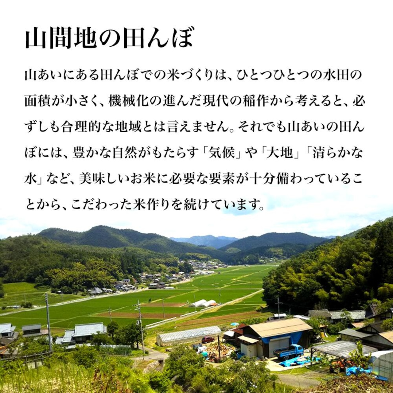 ※業販価格※丹波産コシヒカリ 25kg 令和7年産 京都のおいしいお米コンテスト受賞米「西村ファームの京ほたる米」