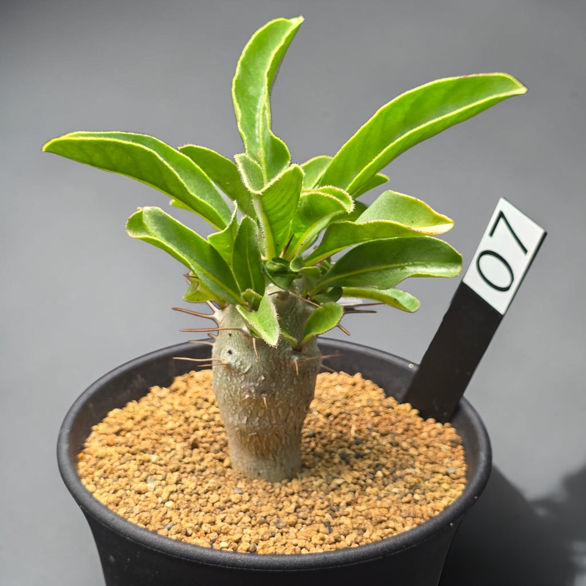 パキポディウム・サンデルシー 実生株 (和名：白馬城 / Pachypodium