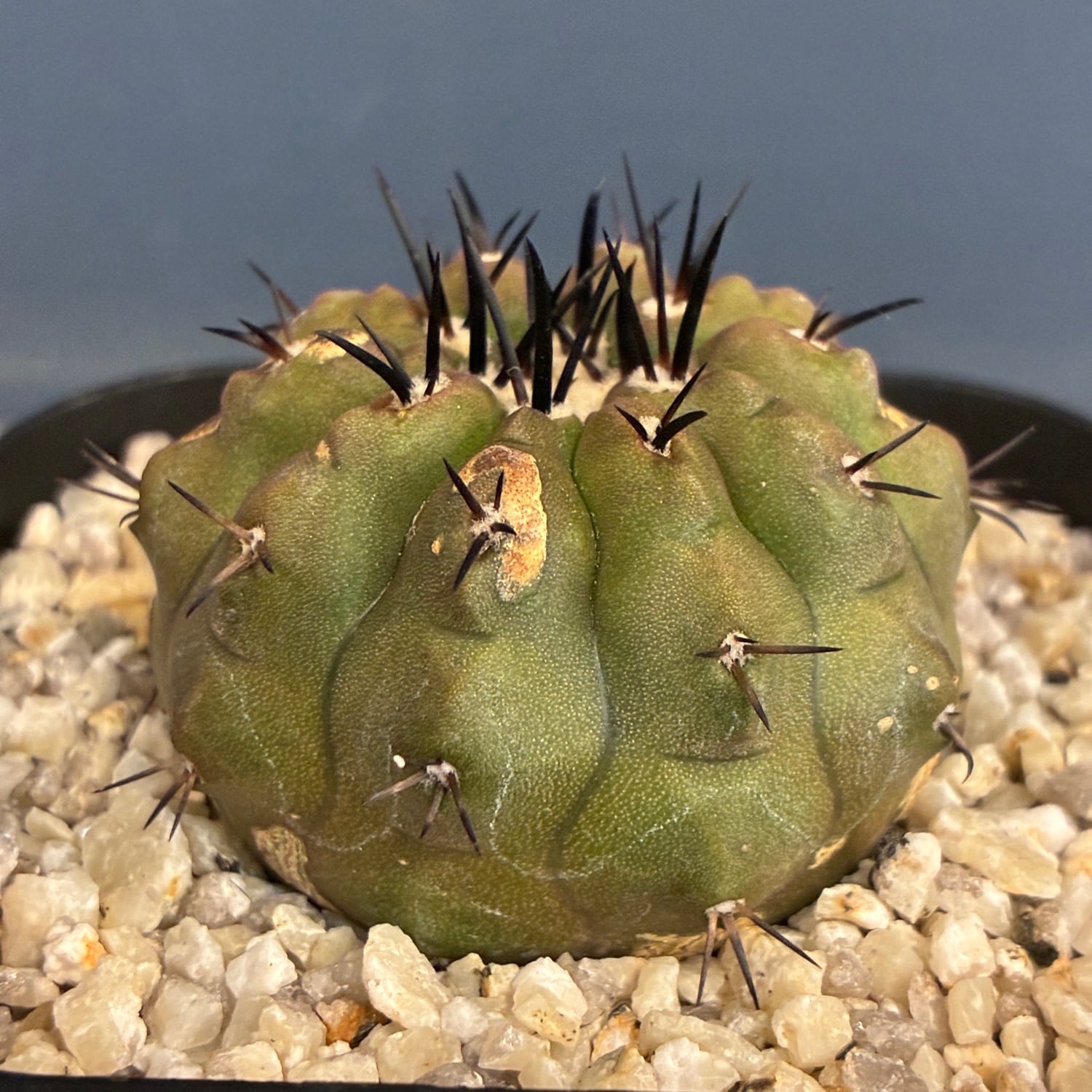 Copiapoa】サボテン コピアポア 黒王丸実生【840】 | PROTOLEAF プロト