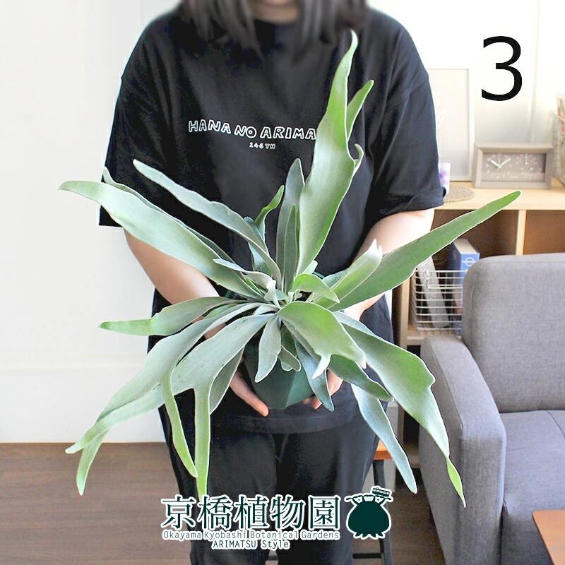 【現品】コウモリラン/ビカクシダ・ビーチー　5号　緑鉢（3）