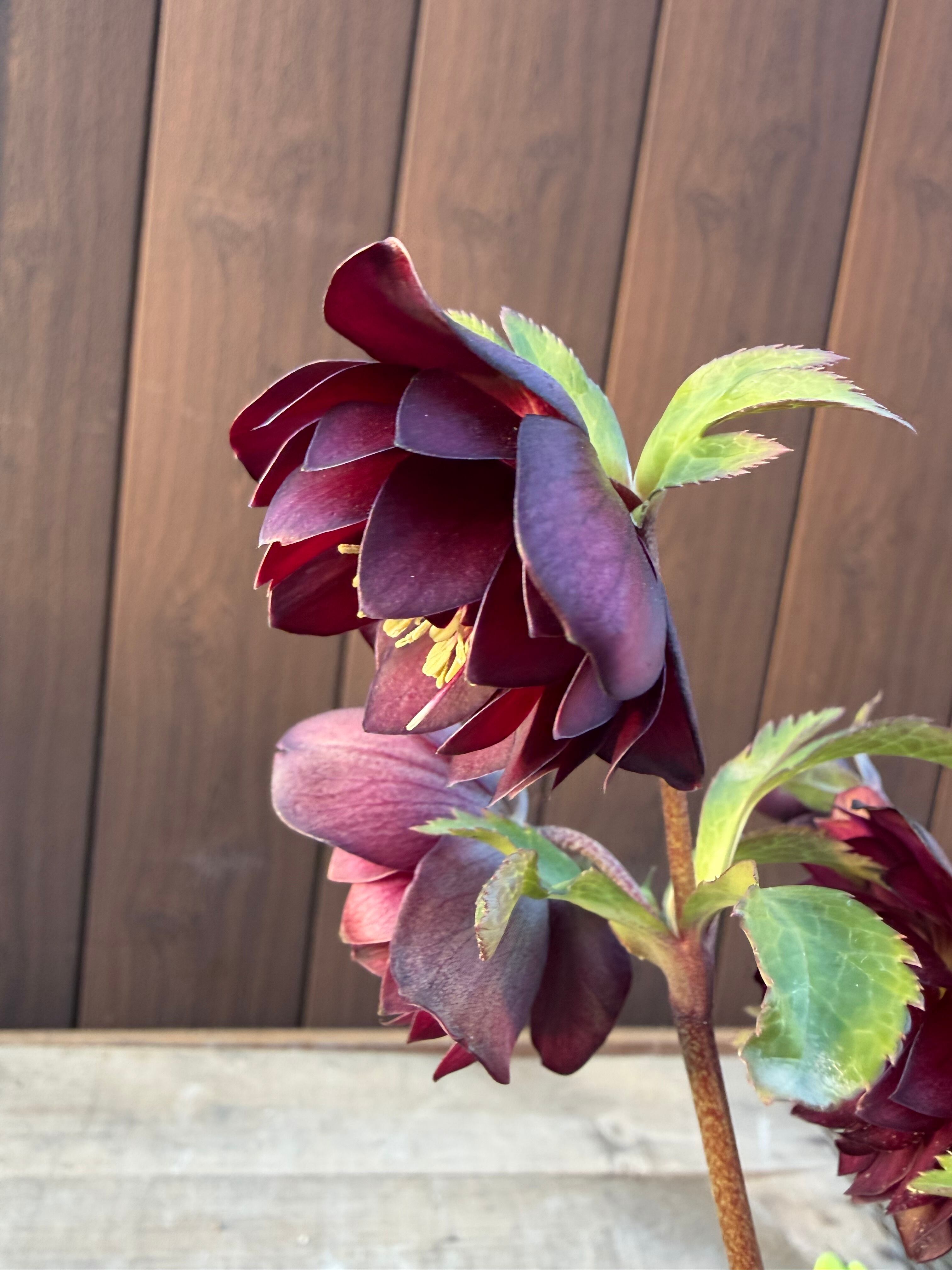 キラメキ☆ディープレッド ※脇芽未確認大特価 加藤農園 クリスマス