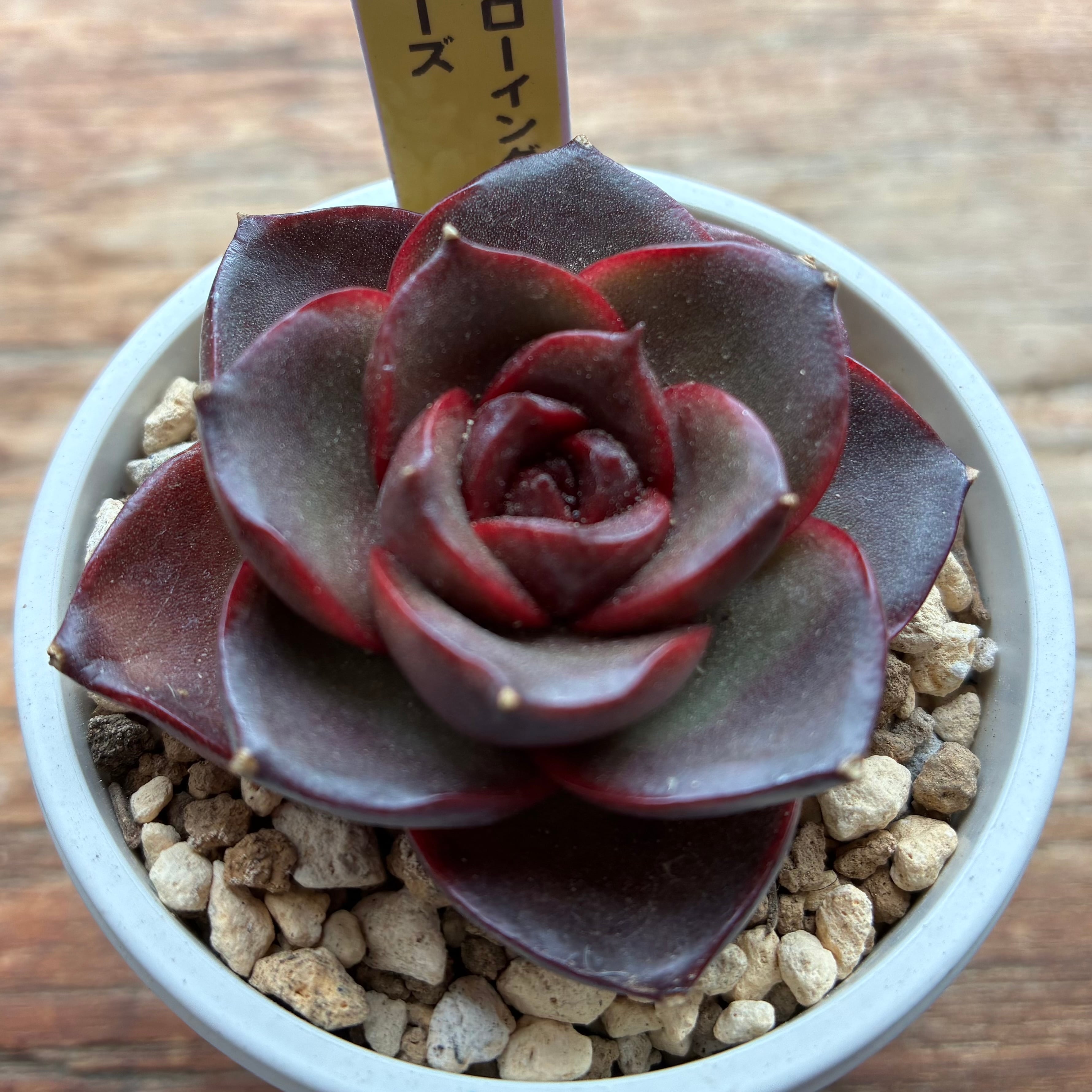 ハオルチア 花狐錦 | mocono_plants