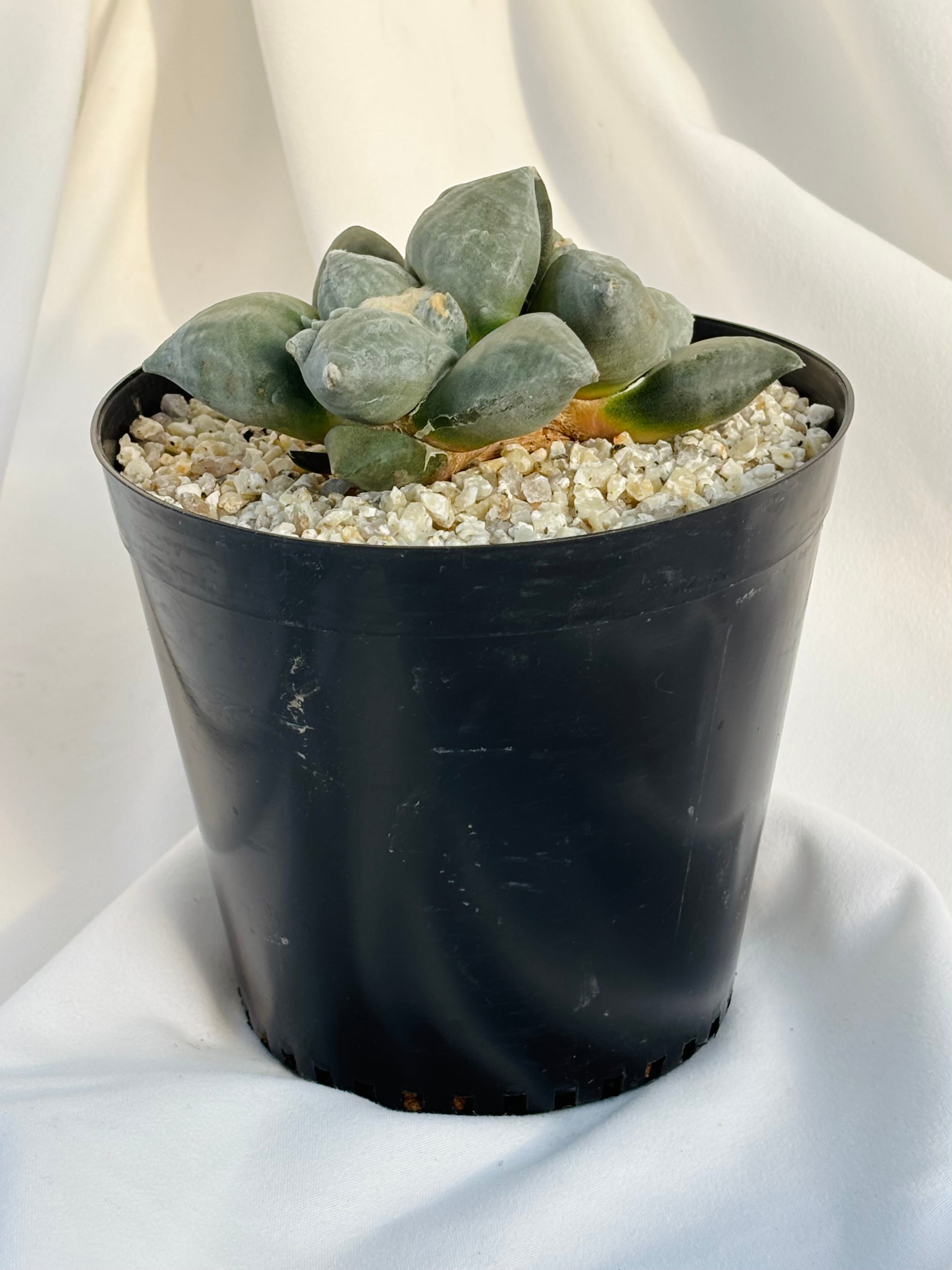 Ariocarpus furfuraceus f.monstrosa アリオカルプス 白肌変疣青磁牡丹