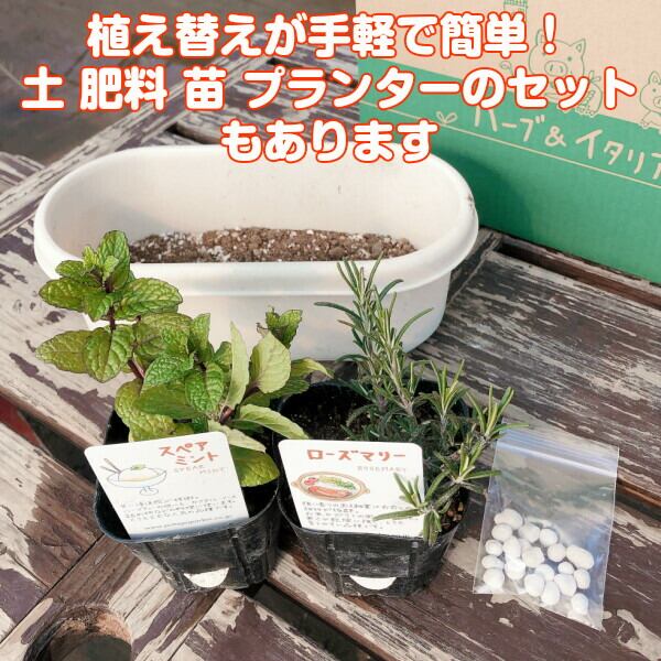 プランター 植木鉢 鉢 おしゃれ（プラ製プランター 白） | ハーブ苗の