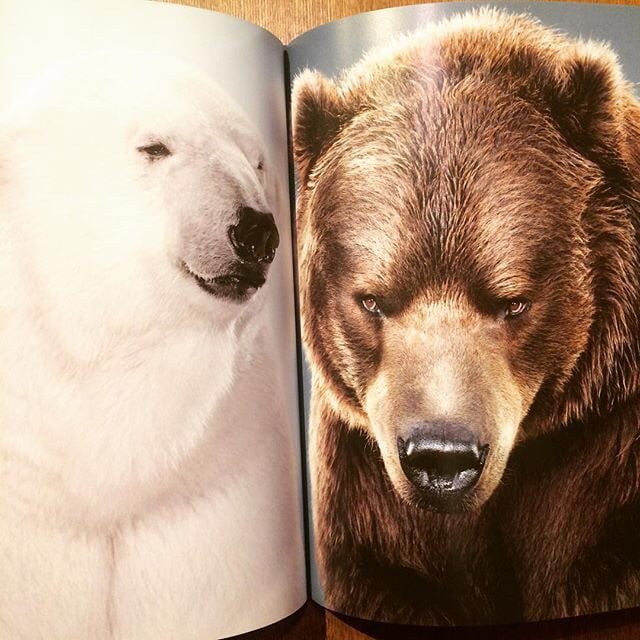 熊の写真集「Bear Portraits／Jill Greenberg」 - 画像2