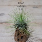 【送料無料】アンドレアナ M〔エアプランツ〕現品発送T1800